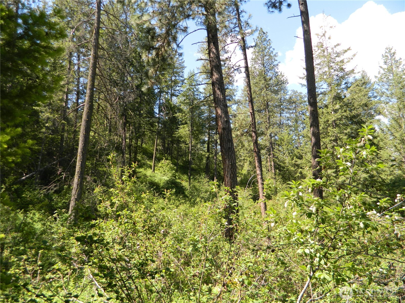 0 Tbd Murphy Ranch Road Tonasket, WA 98855 - Photo 10 of 11 a view of a forest with a tree