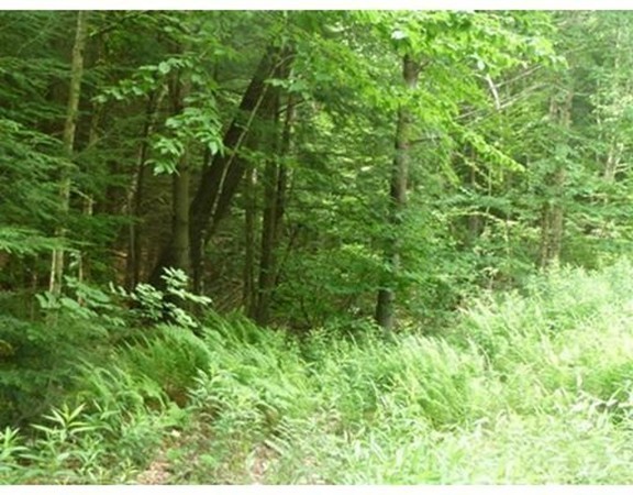 0 Athol Road Warwick, MA 01378 - Photo 5 of 12 a view of a lush green forest with lots of trees