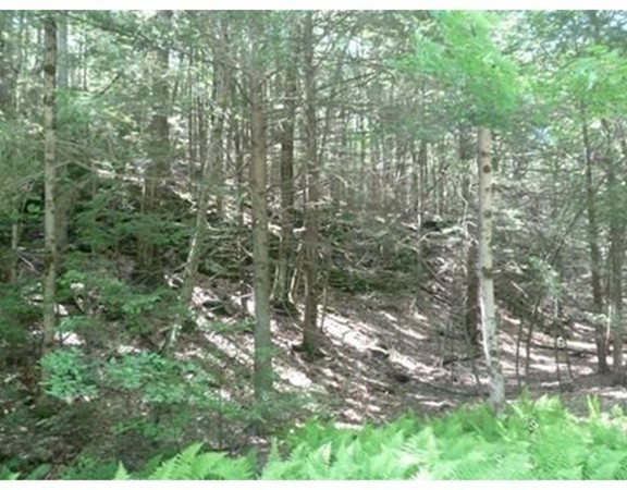 0 Athol Road Warwick, MA 01378 - Photo 8 of 12 a view of a yard with a tree