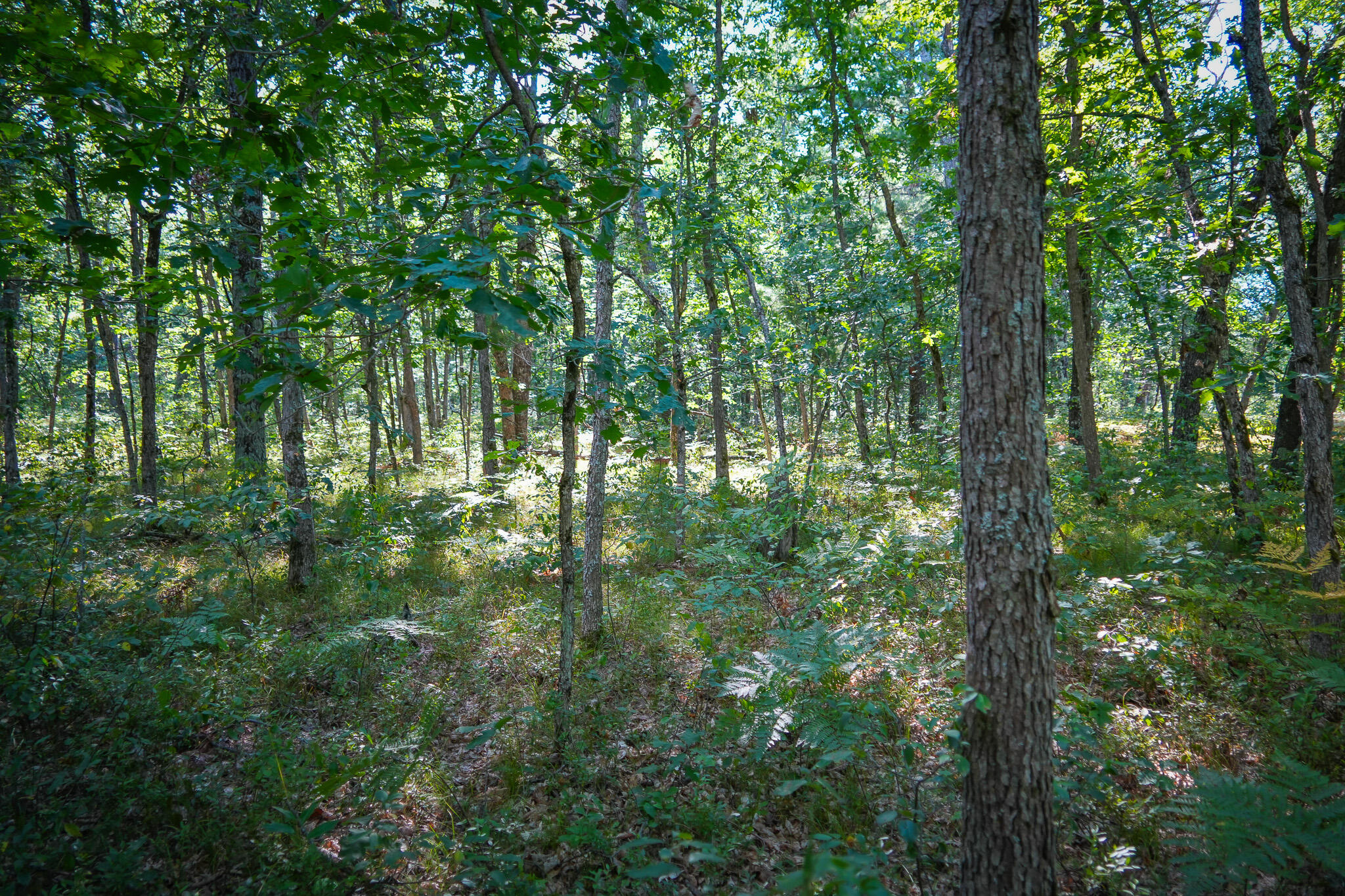10 West Mile Road Irons, MI 49644 - Photo 31 of 42 DSC01423