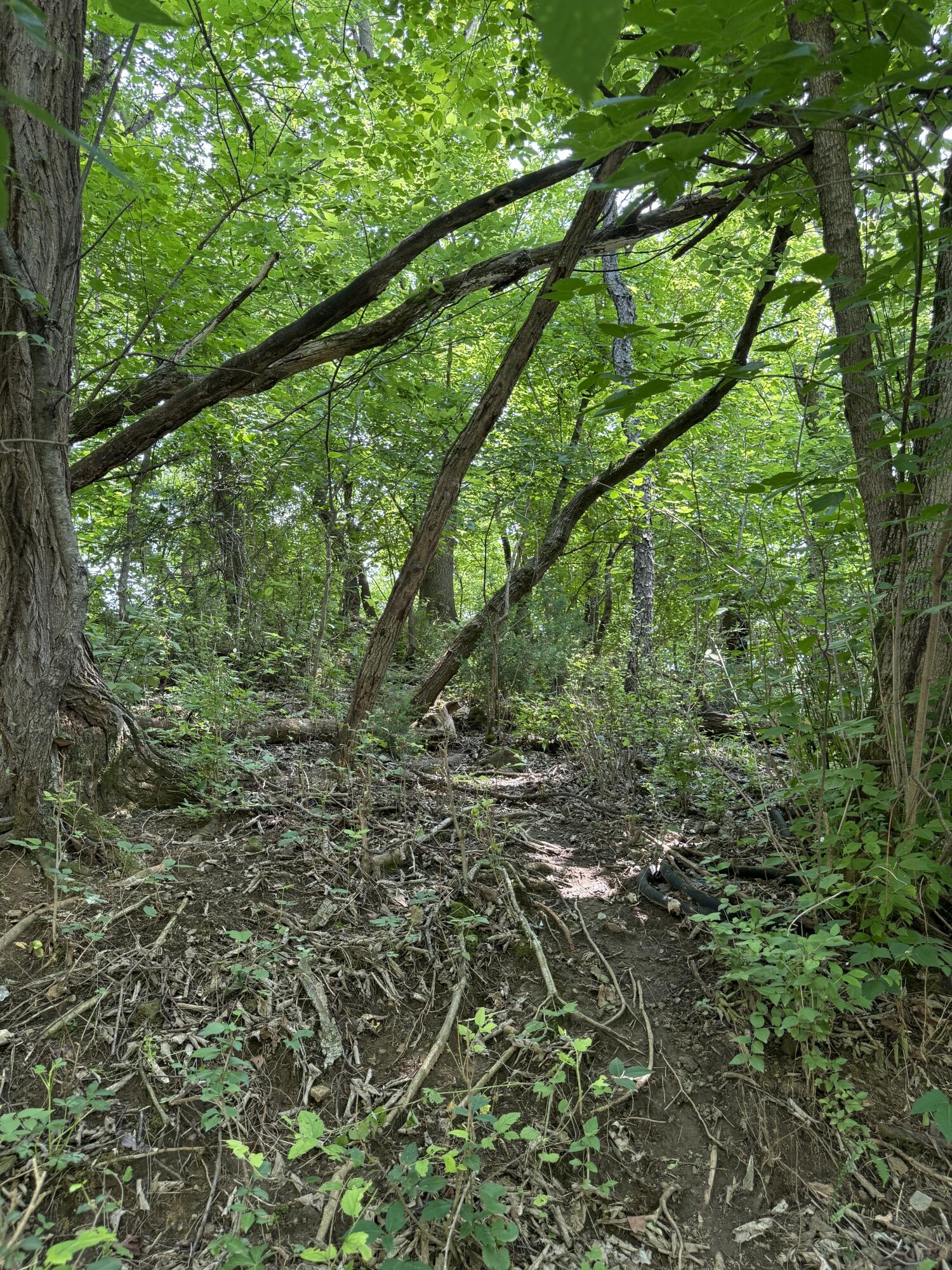 0 Chestnut Street Vinton, VA 24179 - Photo 4 of 5 a view of a yard with a tree