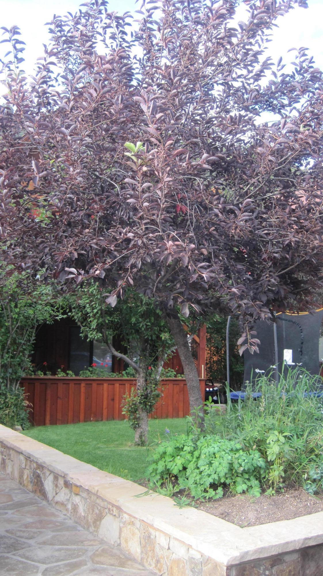 914 Two Rivers Drive Telluride, CO 81435 - Photo 3 of 22 Mature trees