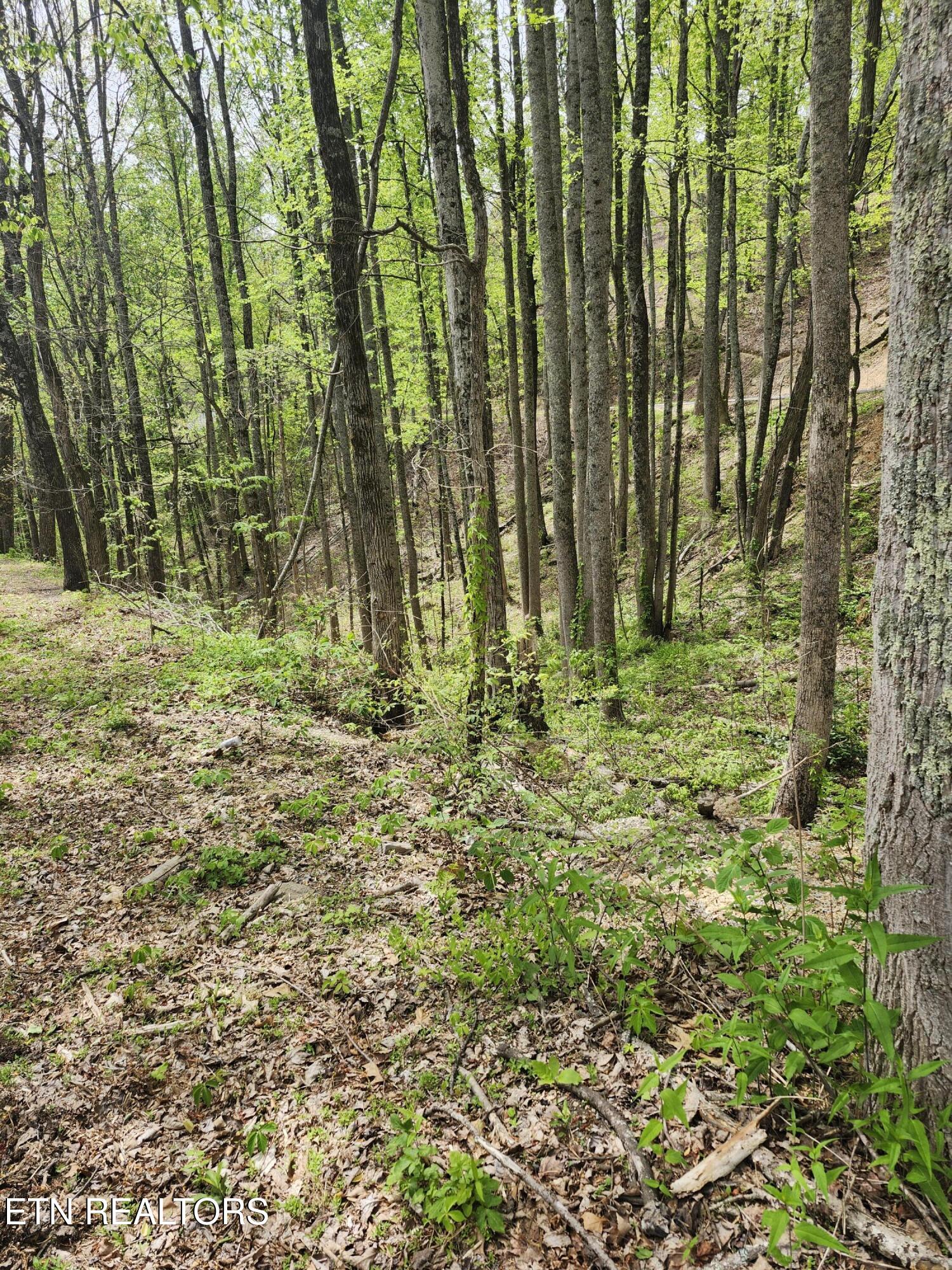 Lot 1 Hatcher Mtn Road Sevierville, TN 37862 - Photo 7 of 10 Image 07