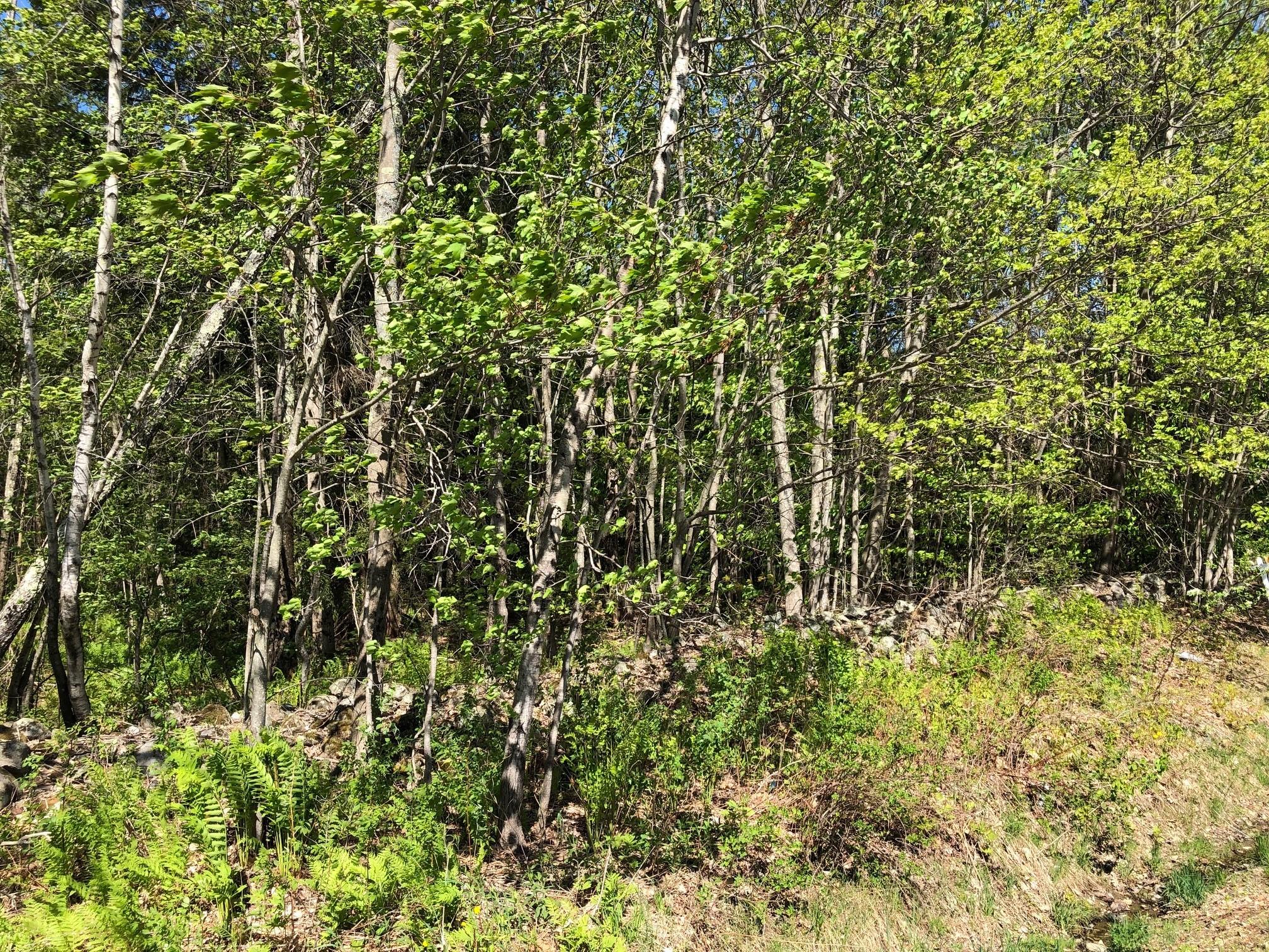 0 Leeds Junction Road Sabattus, ME 04280 - Photo 6 of 9 11