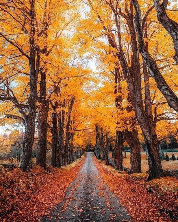 10 Maple Street Plainfield, MA 01070 - Photo 6 of 42 a view of outdoor space and yard