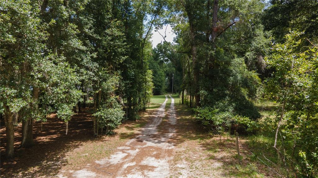 0 Southwest 1st Street Micanopy, FL 32667 - Photo 15 of 15 a view of a forest with trees in the background