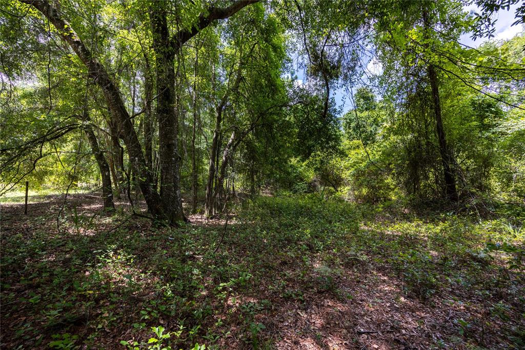 0 Southwest 1st Street Micanopy, FL 32667 - Photo 4 of 15 a view of a forest with trees in the background