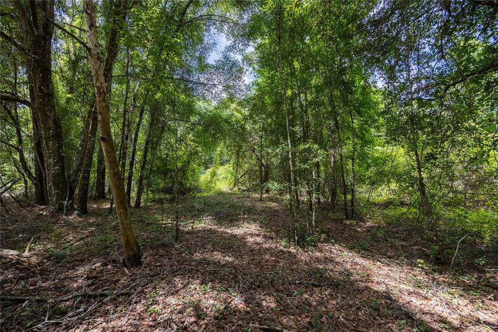 0 Southwest 1st Street Micanopy, FL 32667 - Photo 5 of 15 a view of a forest with trees in the background