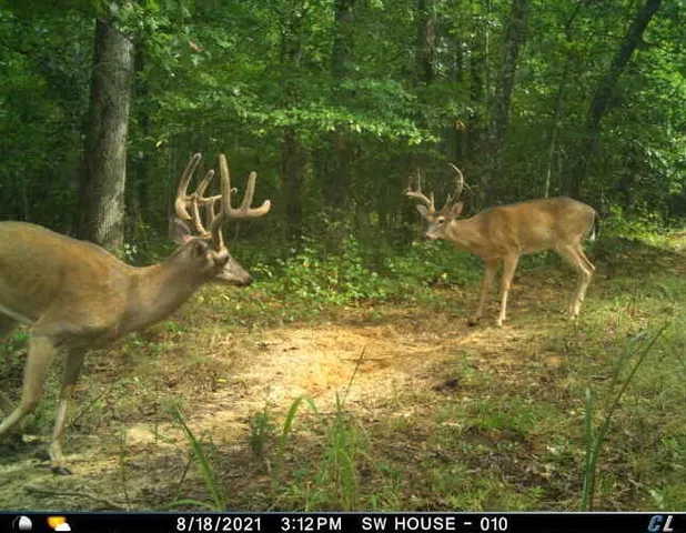 $2,869,000 | 0 Sulphur Creek Road, Big Sandy, TN 38221