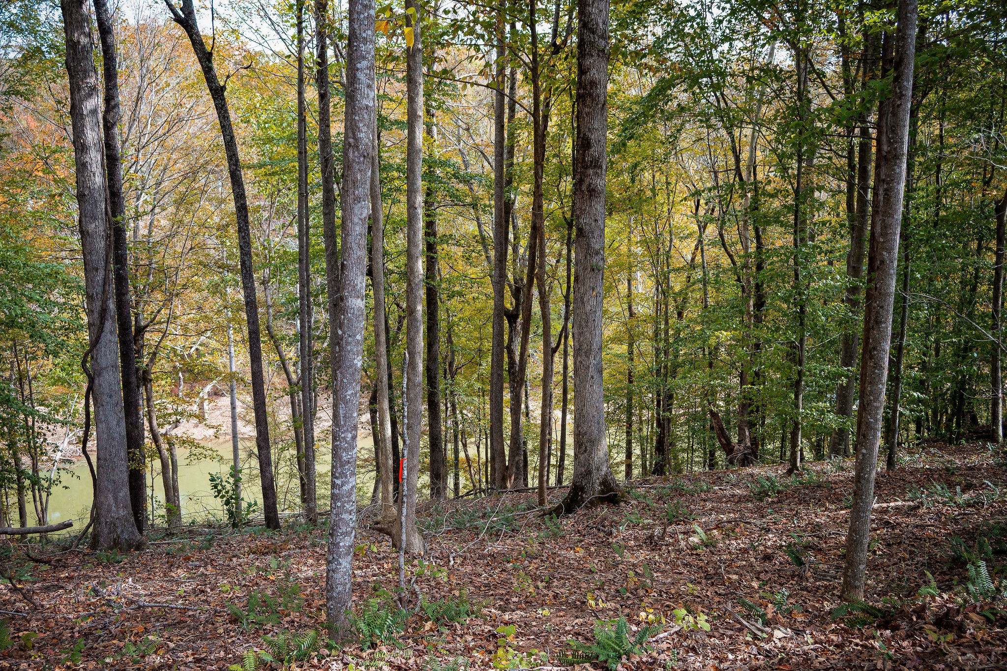 0 Goodbar Road Rock Island, TN 38581 - Photo 35 of 41 Gallery Image 35