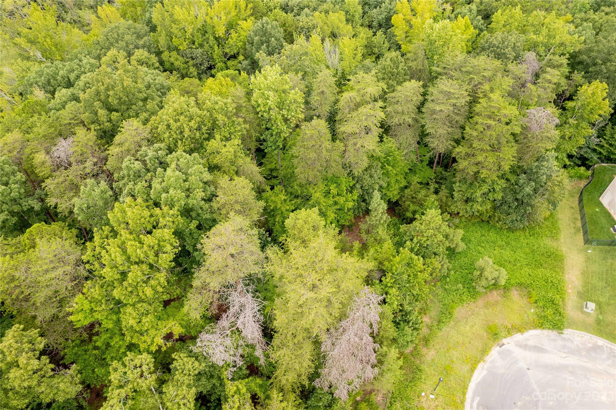 680 Reliance Court Tega Cay, SC 29708 - Photo 13 of 20 a view of a big yard with large trees
