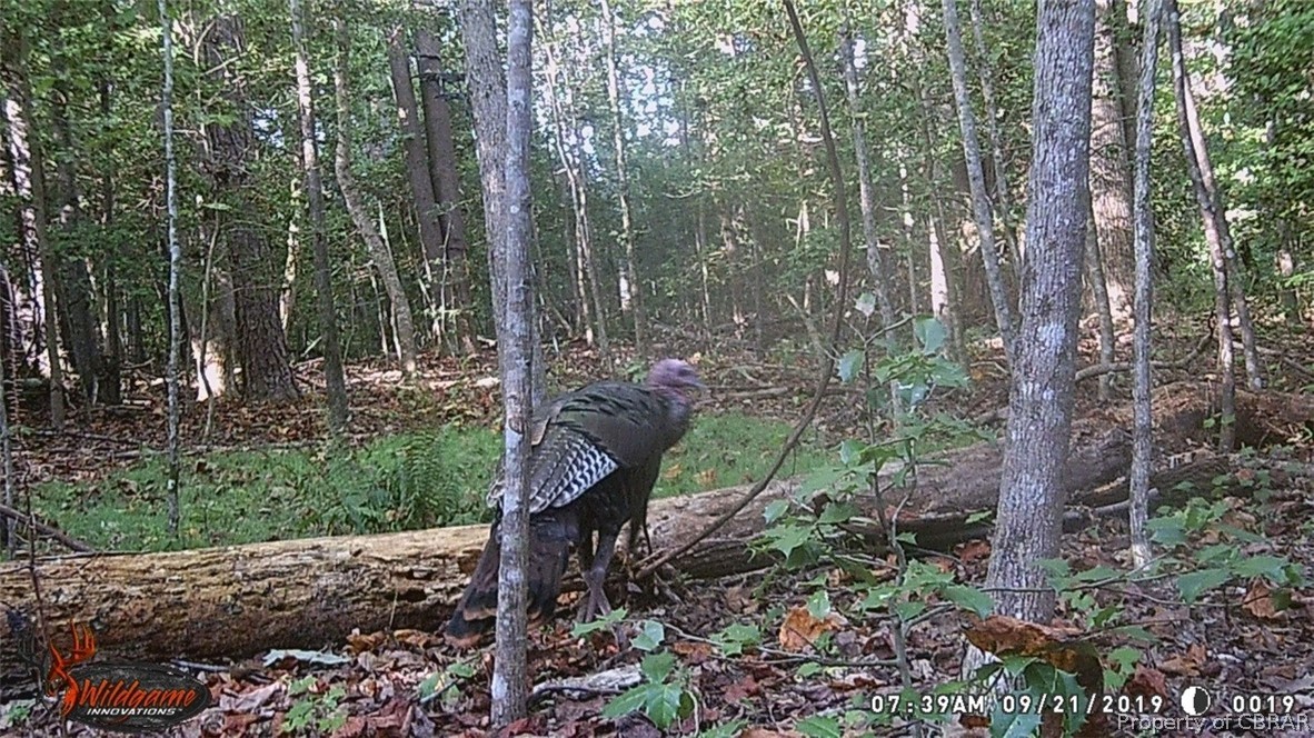 691 Sullavans Road Lancaster, VA 22503 - Photo 25 of 27 And turkeys too!