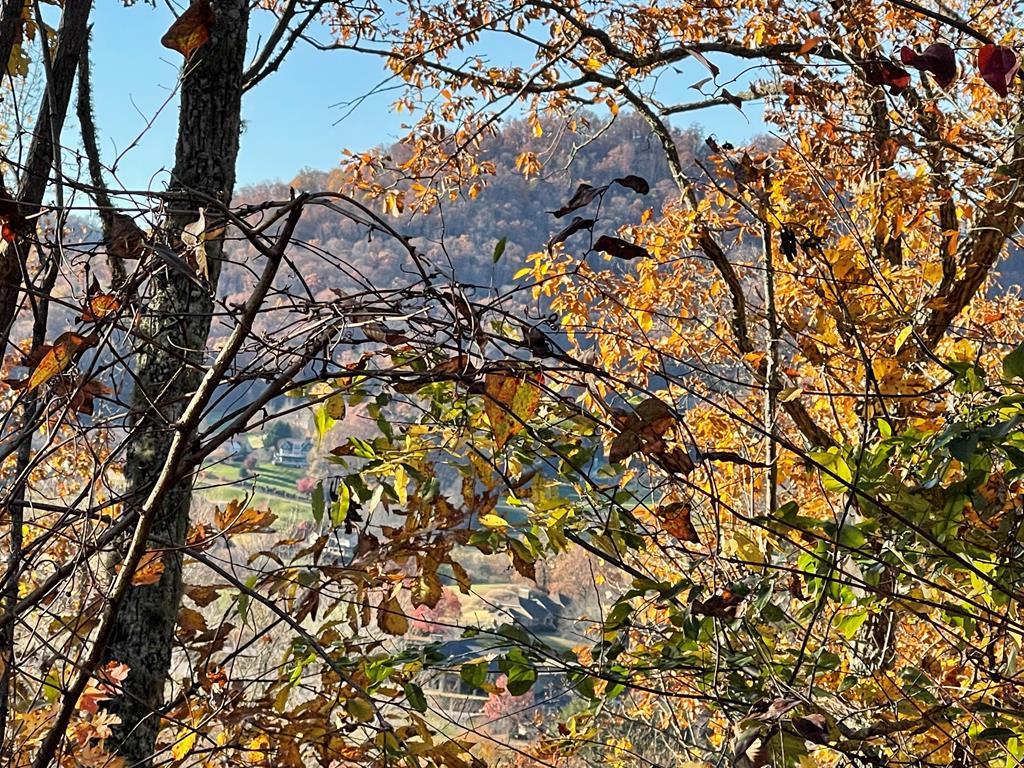 a picture of tree