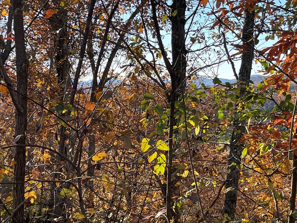 Lot 37 M Ridges Hayesville, NC 28904 - Photo 2 of 5 a backyard of a house with lots of tree