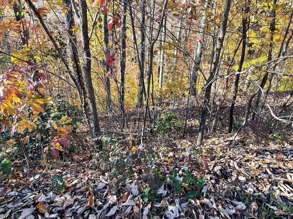 Lot 37 M Ridges Hayesville, NC 28904 - Photo 3 of 5