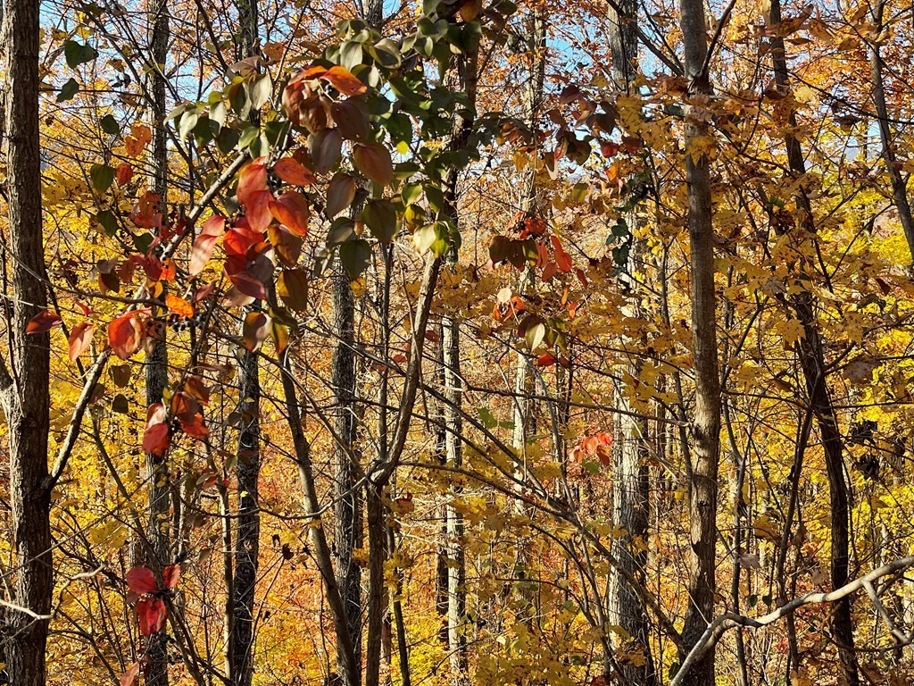 Lot 37 M Ridges Hayesville, NC 28904 - Photo 4 of 5 a view of tree