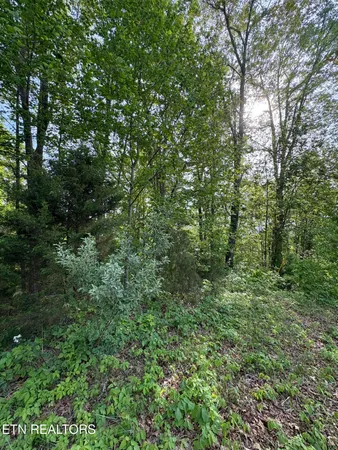 $15,600 | Lot 169 Saddle Ridge Drive, Speedwell, TN 37870
