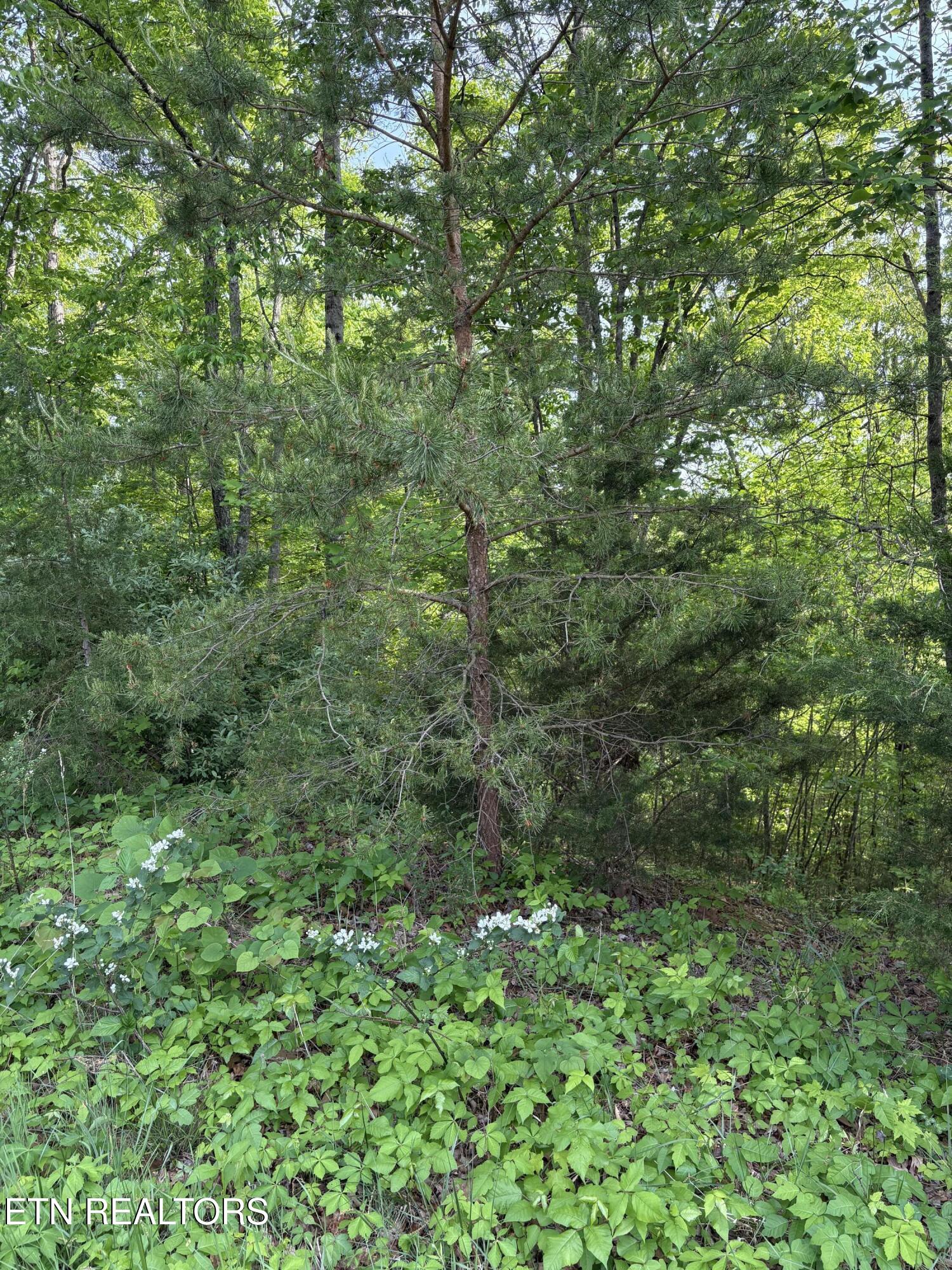 Lot 169 Saddle Ridge Drive Speedwell, TN 37870 - Photo 2 of 16 IMG_8694
