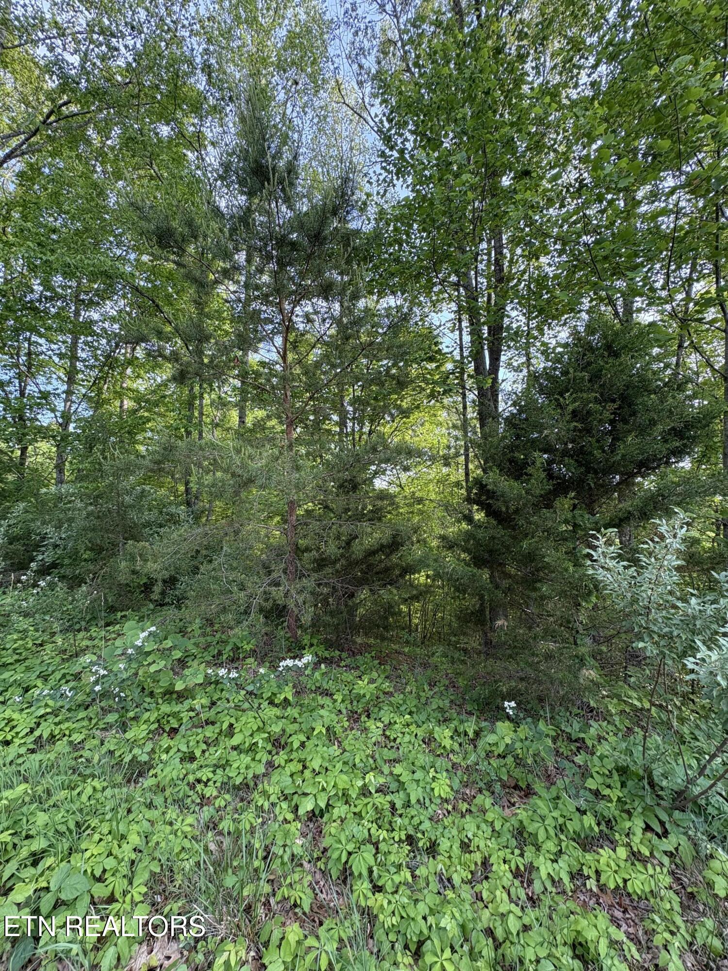 Lot 169 Saddle Ridge Drive Speedwell, TN 37870 - Photo 3 of 16 IMG_8695