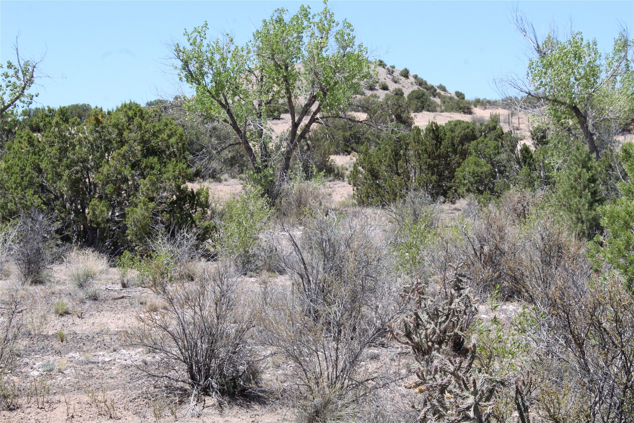 Tbd Tbd Bean Creek Road Abiquiu, NM 87510 - Photo 16 of 22 EL RITO CREEK