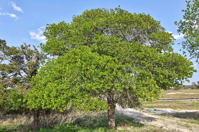 a view of a yard with a tree