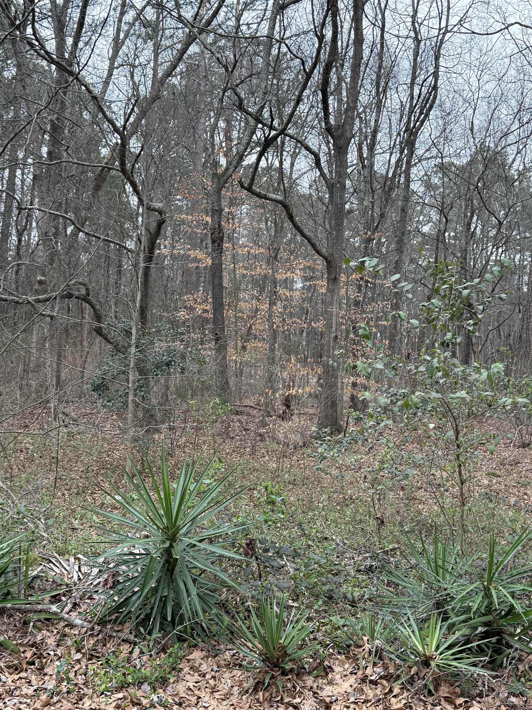 0 Norwood Street Pacolet, SC 29372 - Photo 2 of 4