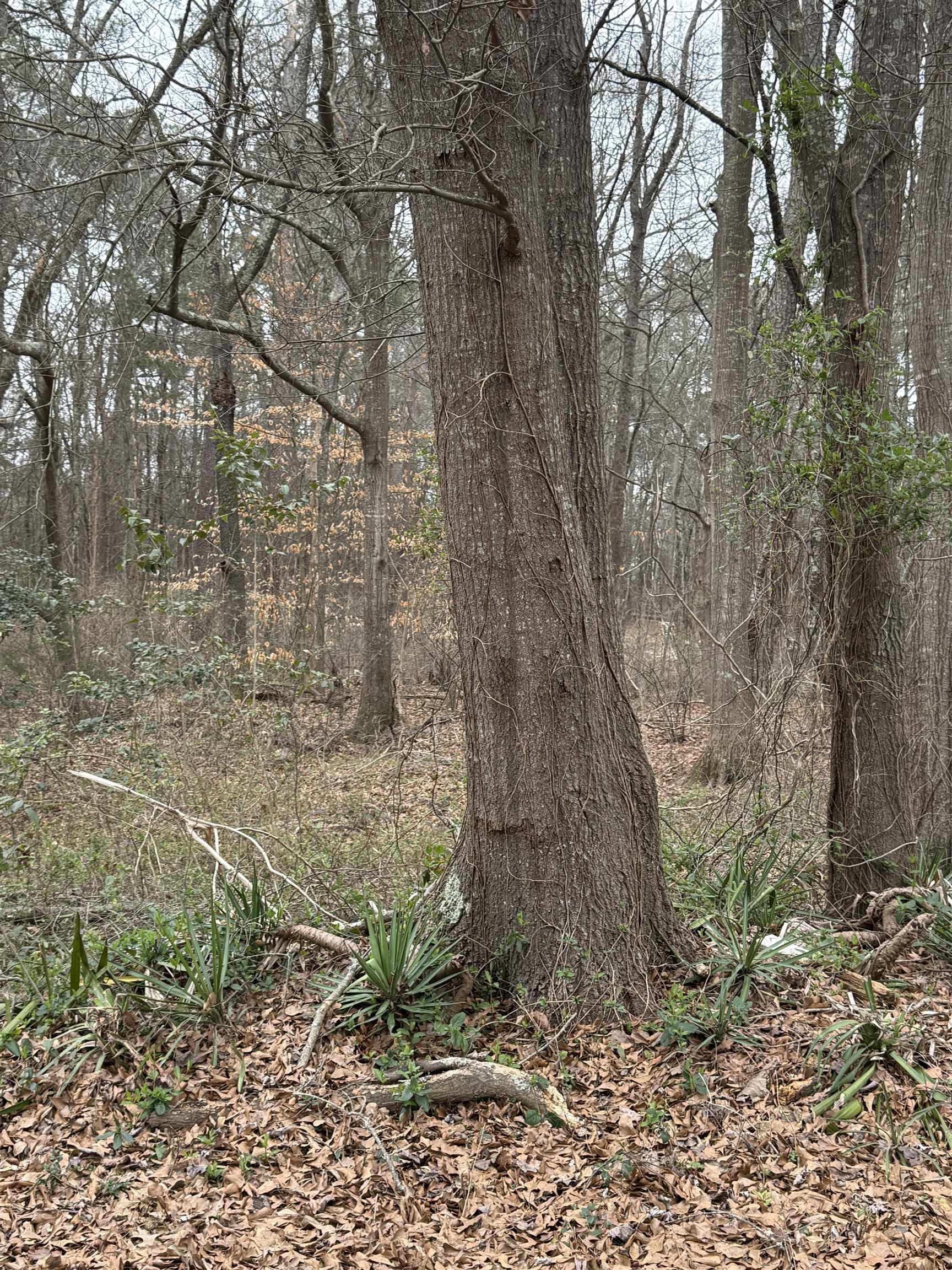0 Norwood Street Pacolet, SC 29372 - Photo 4 of 4