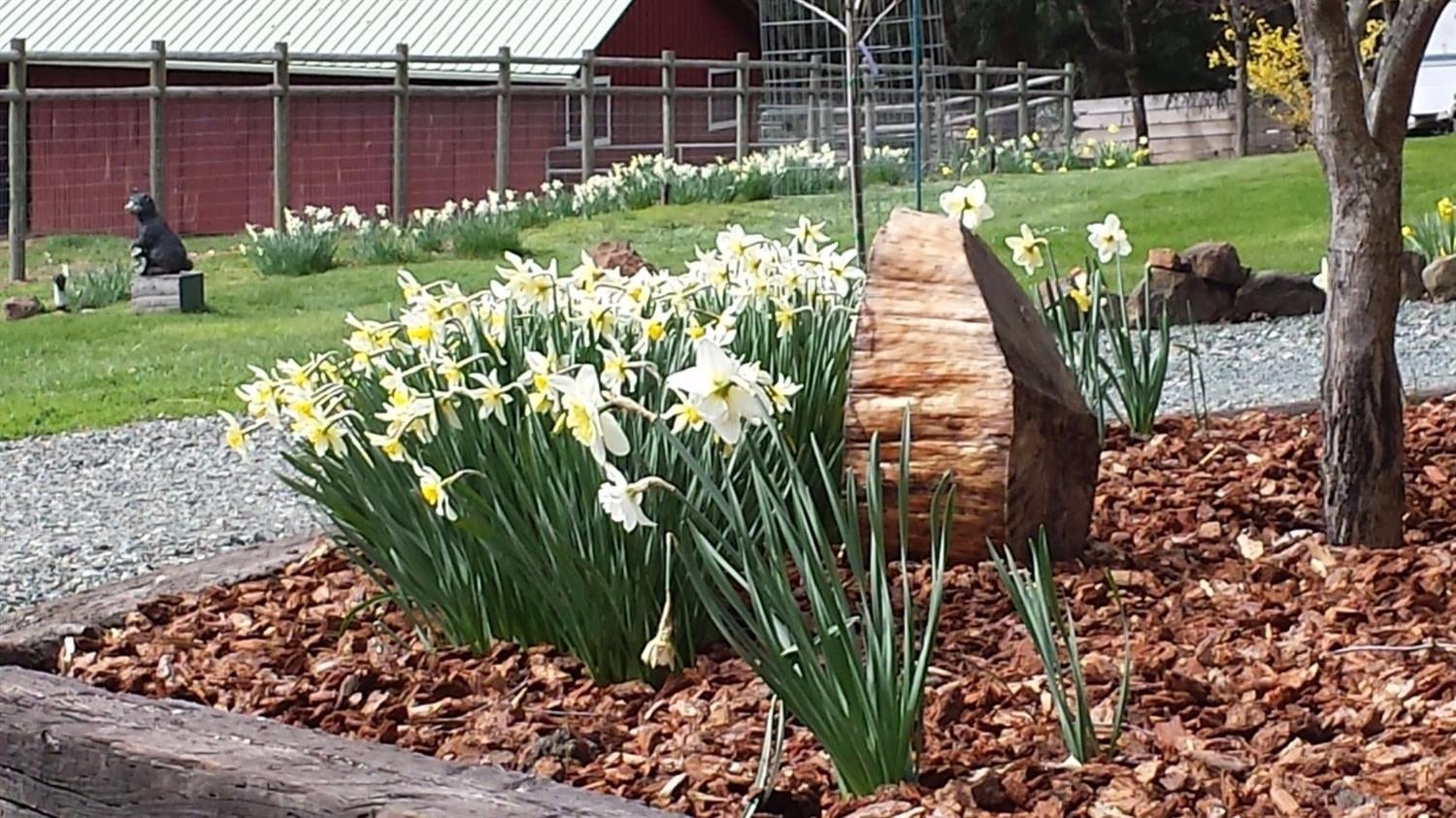 8050 North Applegate Road Grants Pass, OR 97527 - Photo 2 of 34 Welcome Spring! Daffodils are popping e
