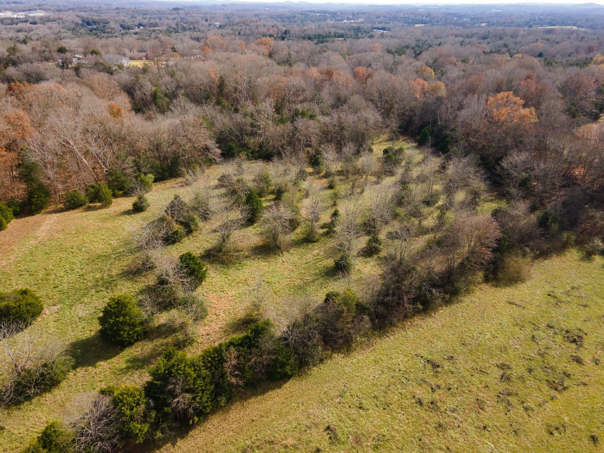1201 Harris Road Columbia, TN 38401 - Photo 6 of 9 a view of a yard with trees