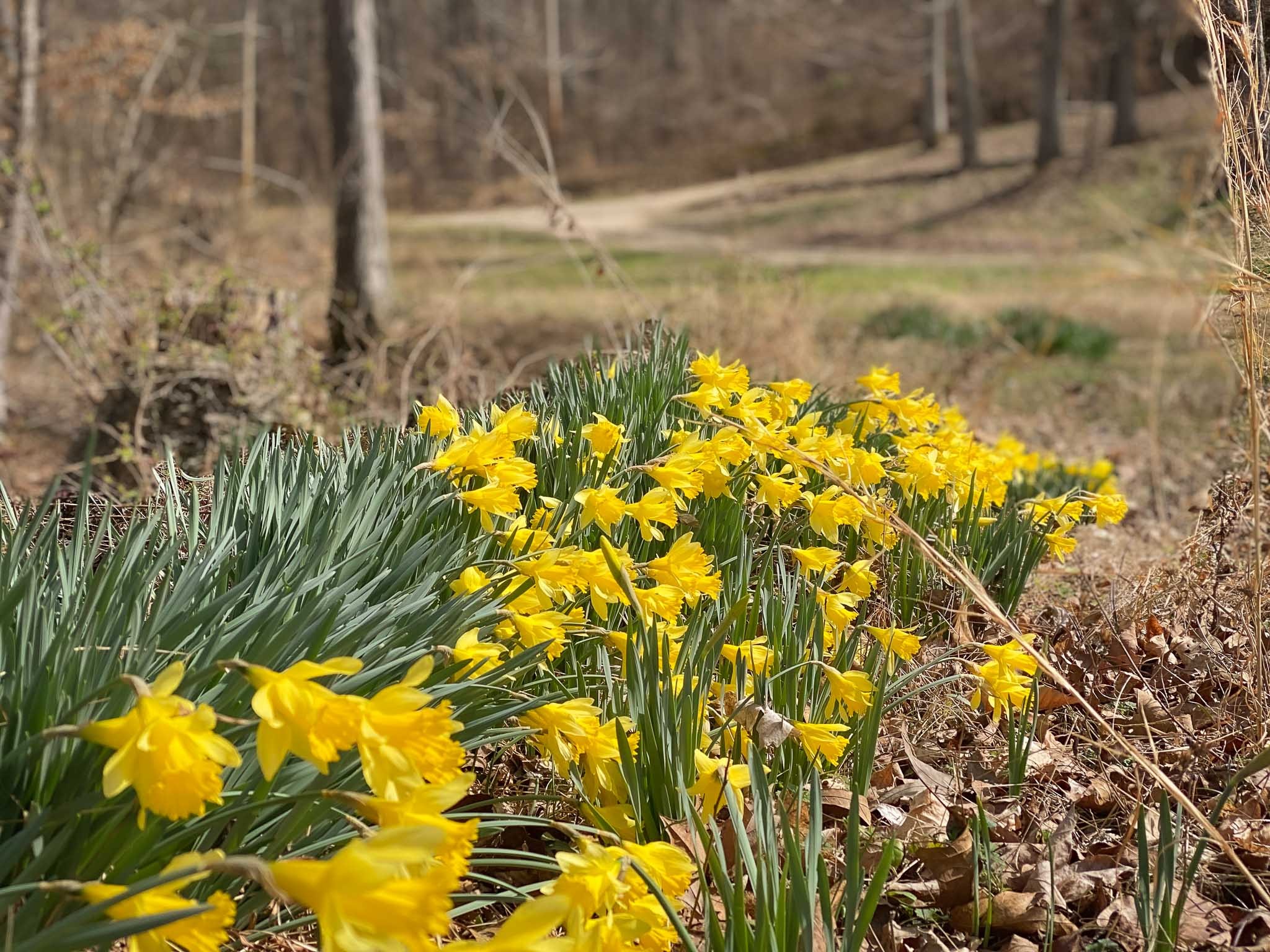 220 Little Birdsong Road Camden, TN 38320 - Photo 10 of 46 Gallery Image 10