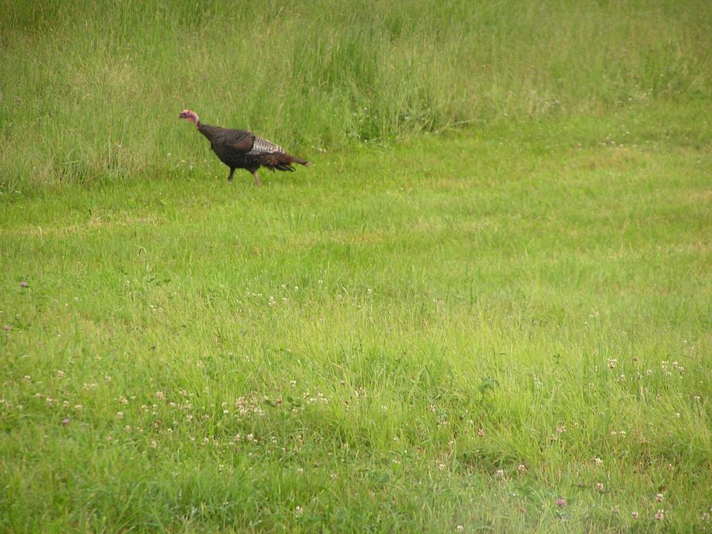 4 Robert Young Road Starksboro, VT 05487 - Photo 2 of 3