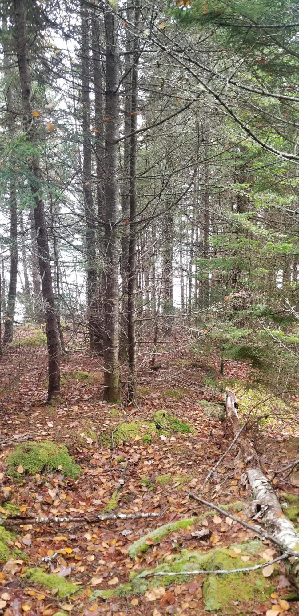 Lot 84 Windward Way Addison, ME 04606 - Photo 21 of 25 20201021_155526
