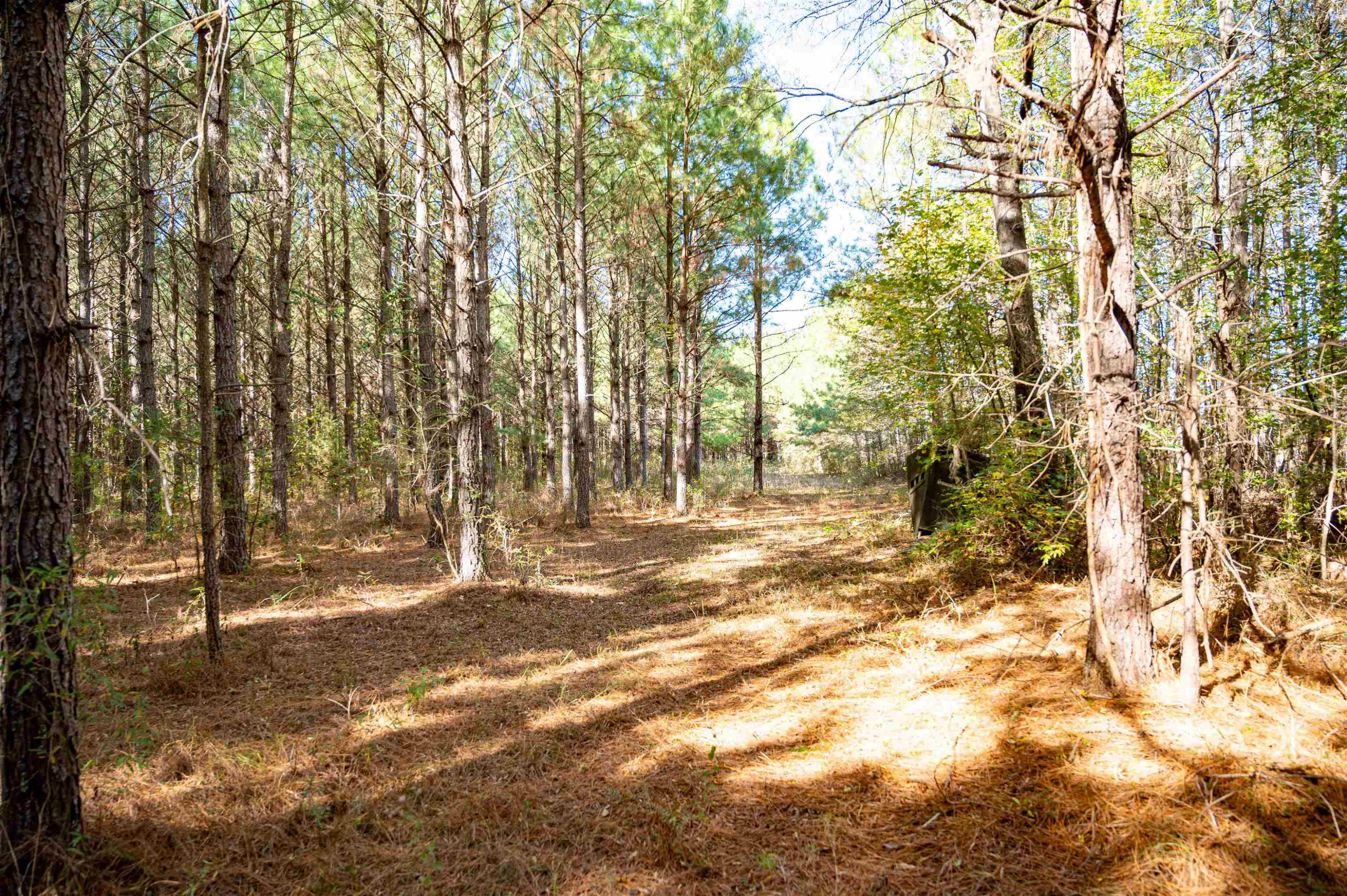 0 Bunnlevel Erwin Road Bunnlevel, NC 28323 - Photo 13 of 28