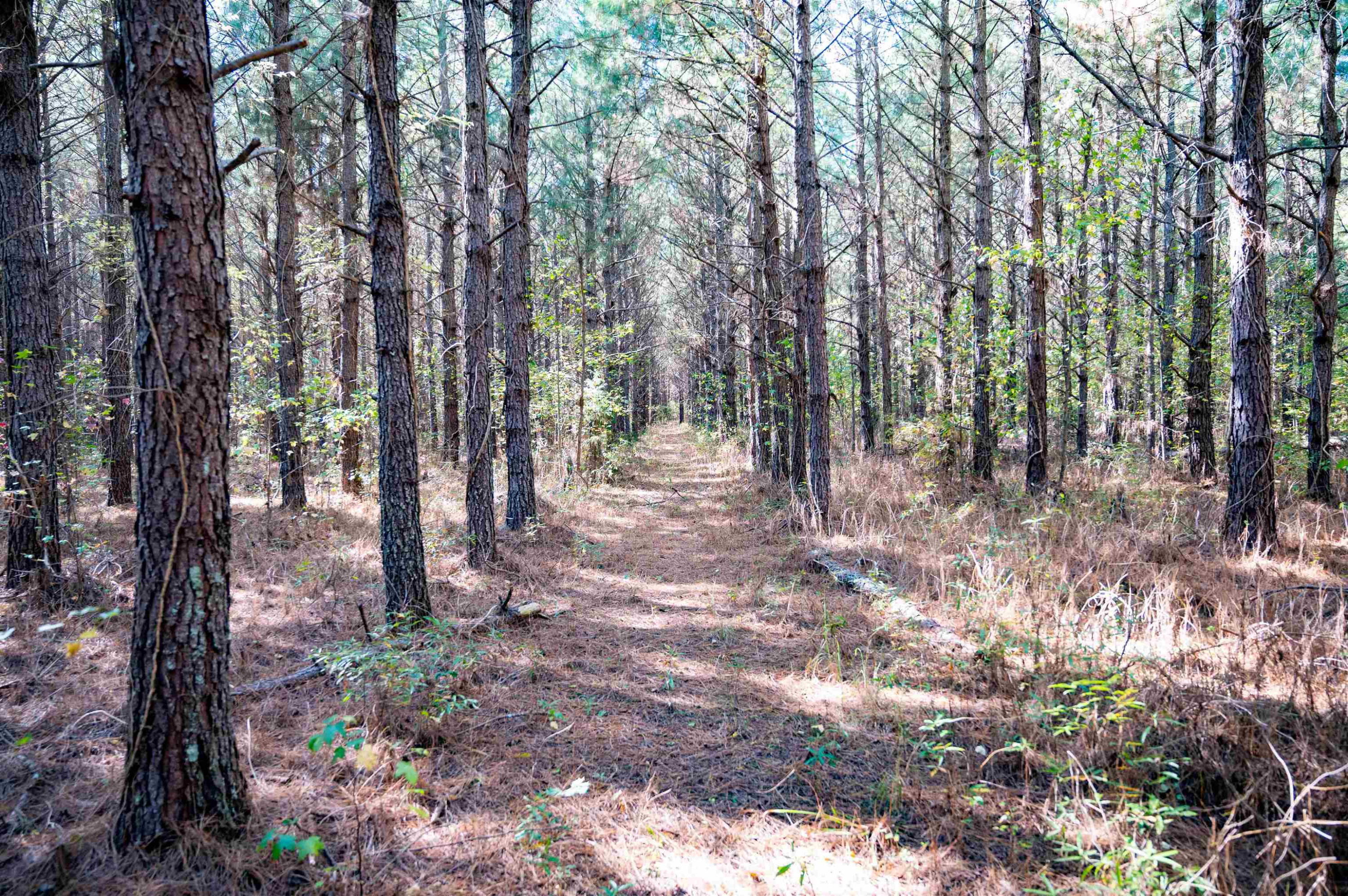 0 Bunnlevel Erwin Road Bunnlevel, NC 28323 - Photo 15 of 28 a view of a forest with trees in the background