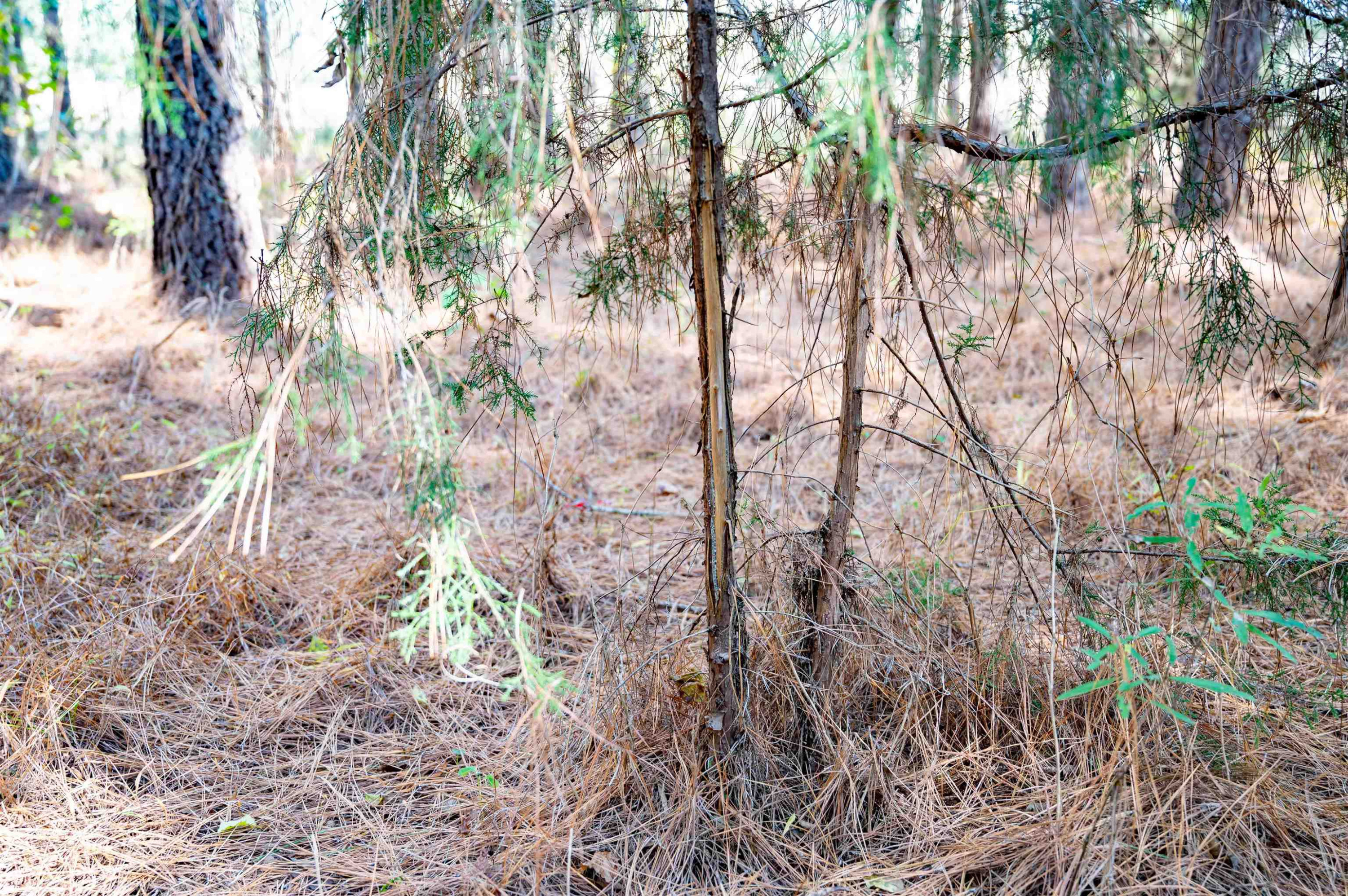 0 Bunnlevel Erwin Road Bunnlevel, NC 28323 - Photo 16 of 28 a backyard of a house