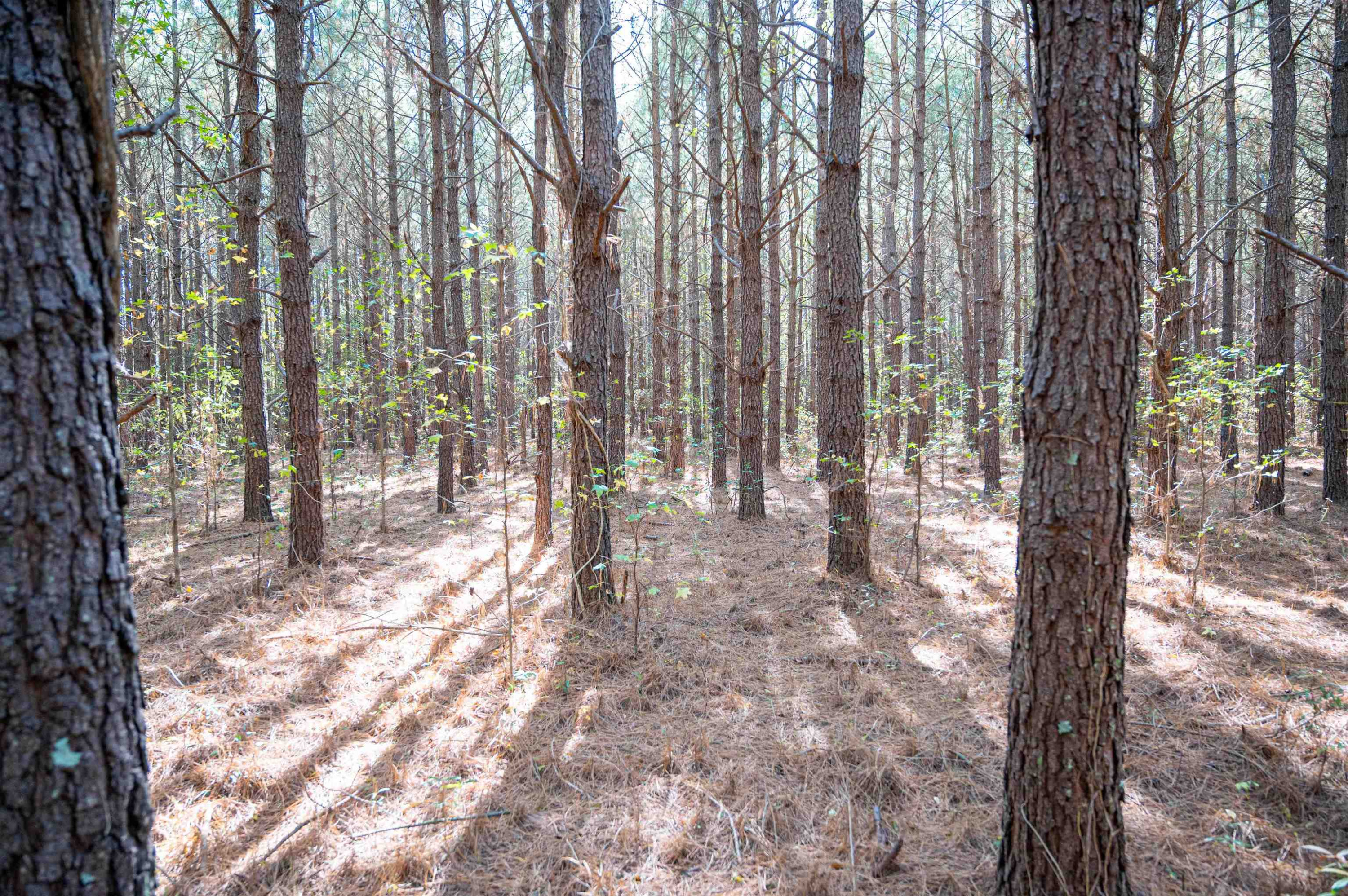 0 Bunnlevel Erwin Road Bunnlevel, NC 28323 - Photo 18 of 28 a view of outdoor space with lots of trees