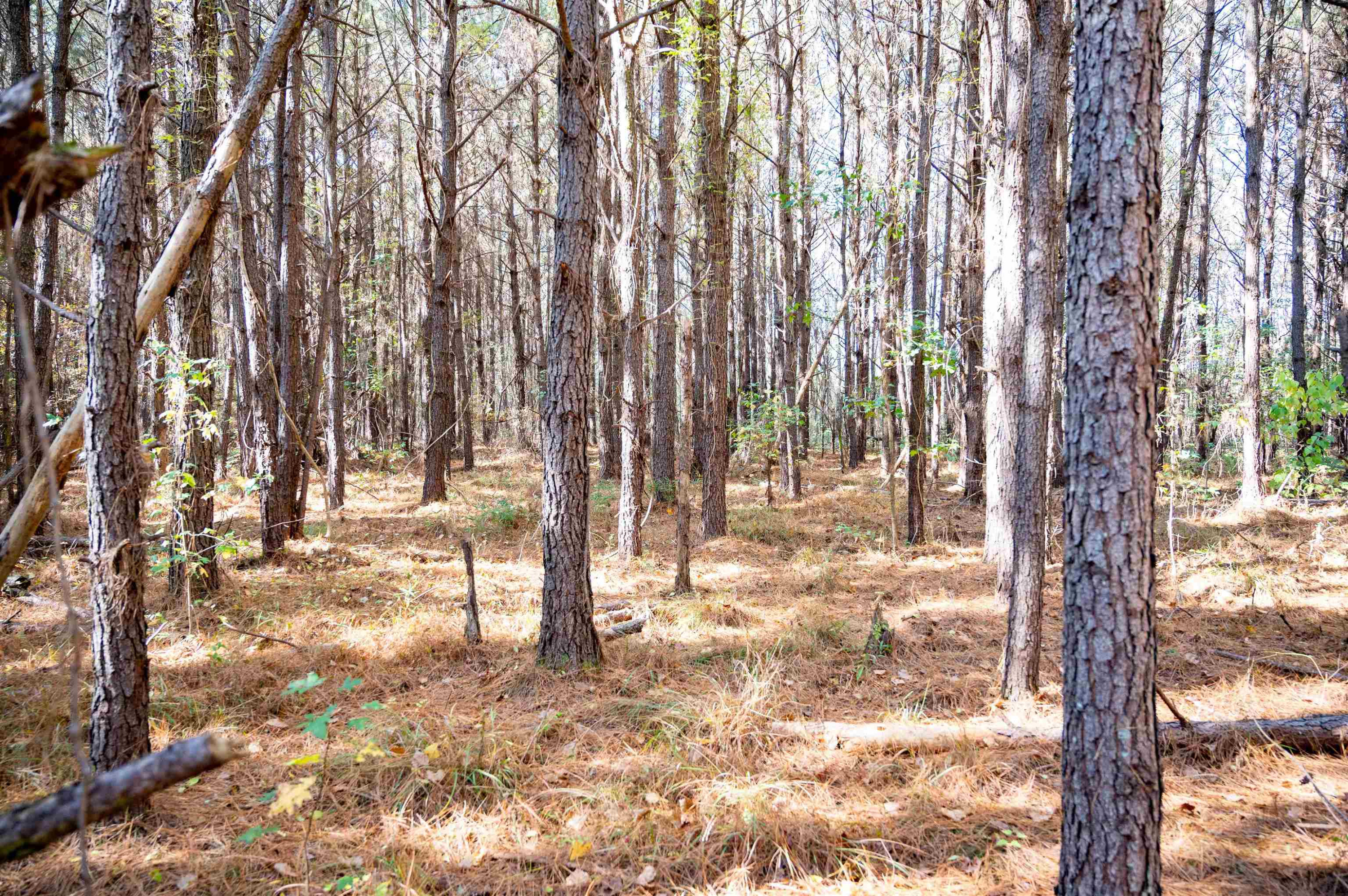 0 Bunnlevel Erwin Road Bunnlevel, NC 28323 - Photo 19 of 28 a view of yard with trees