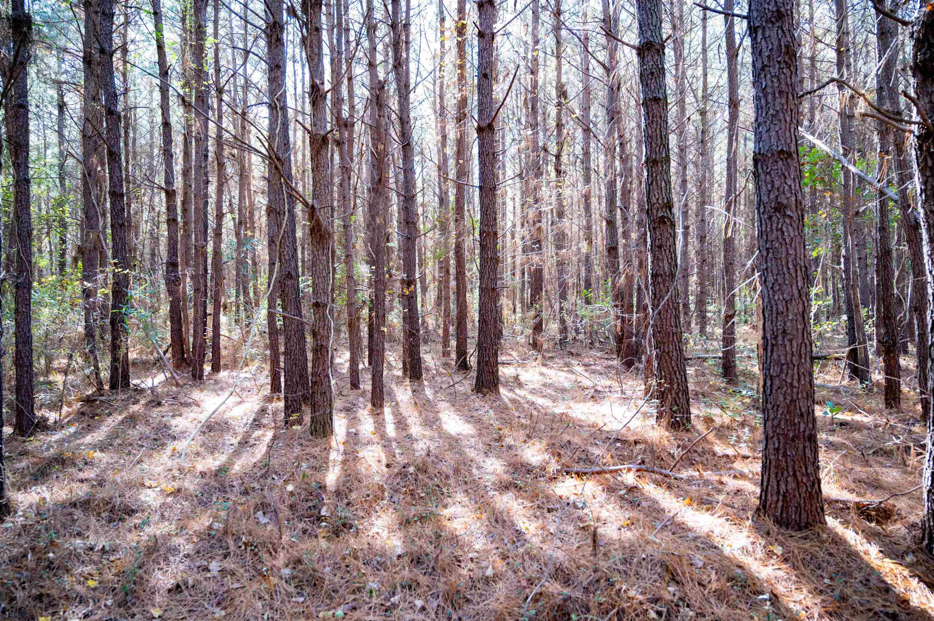 0 Bunnlevel Erwin Road Bunnlevel, NC 28323 - Photo 20 of 28 a view of backyard with trees