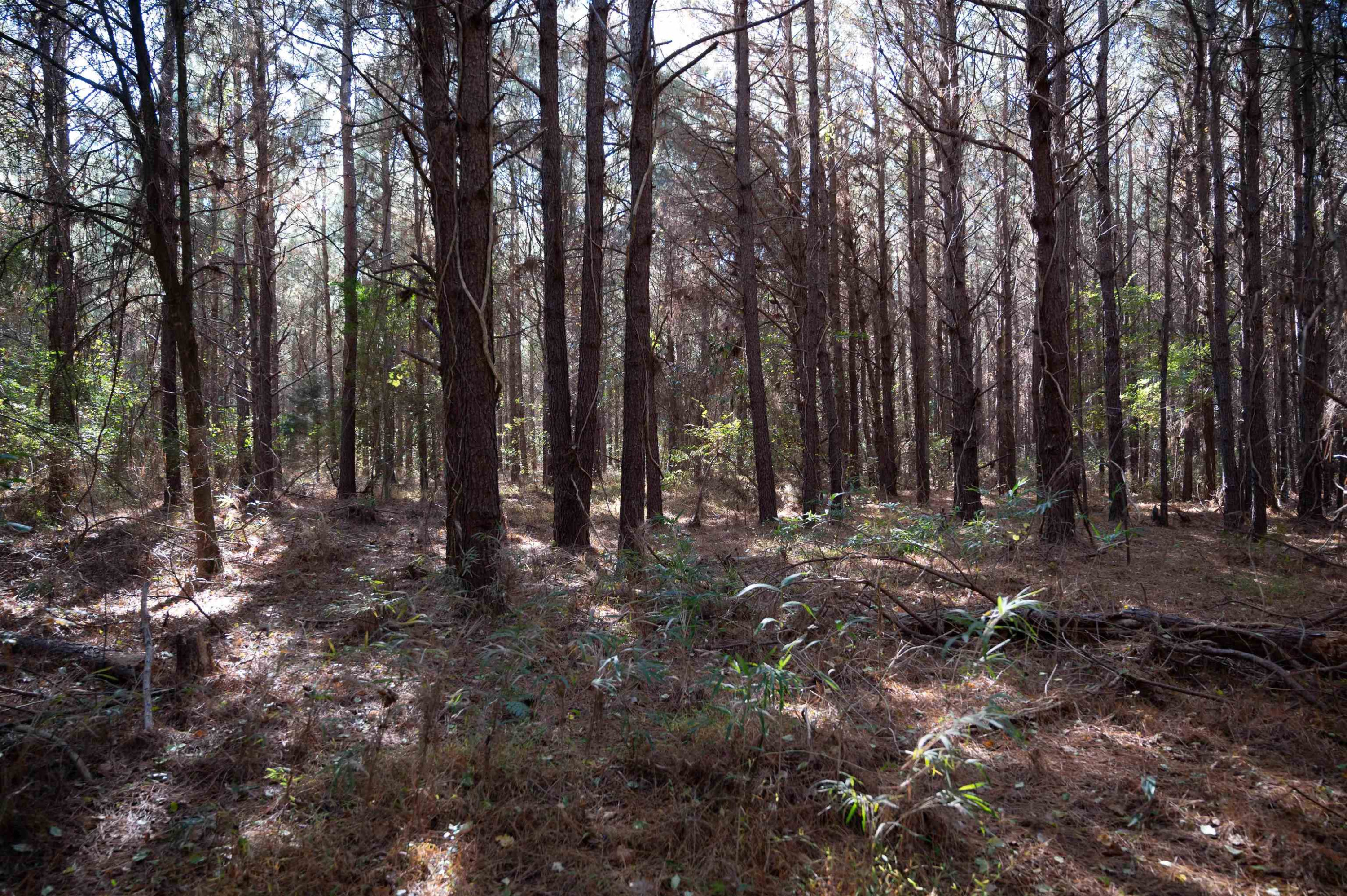 0 Bunnlevel Erwin Road Bunnlevel, NC 28323 - Photo 21 of 28 a view of outdoor space with lots of trees