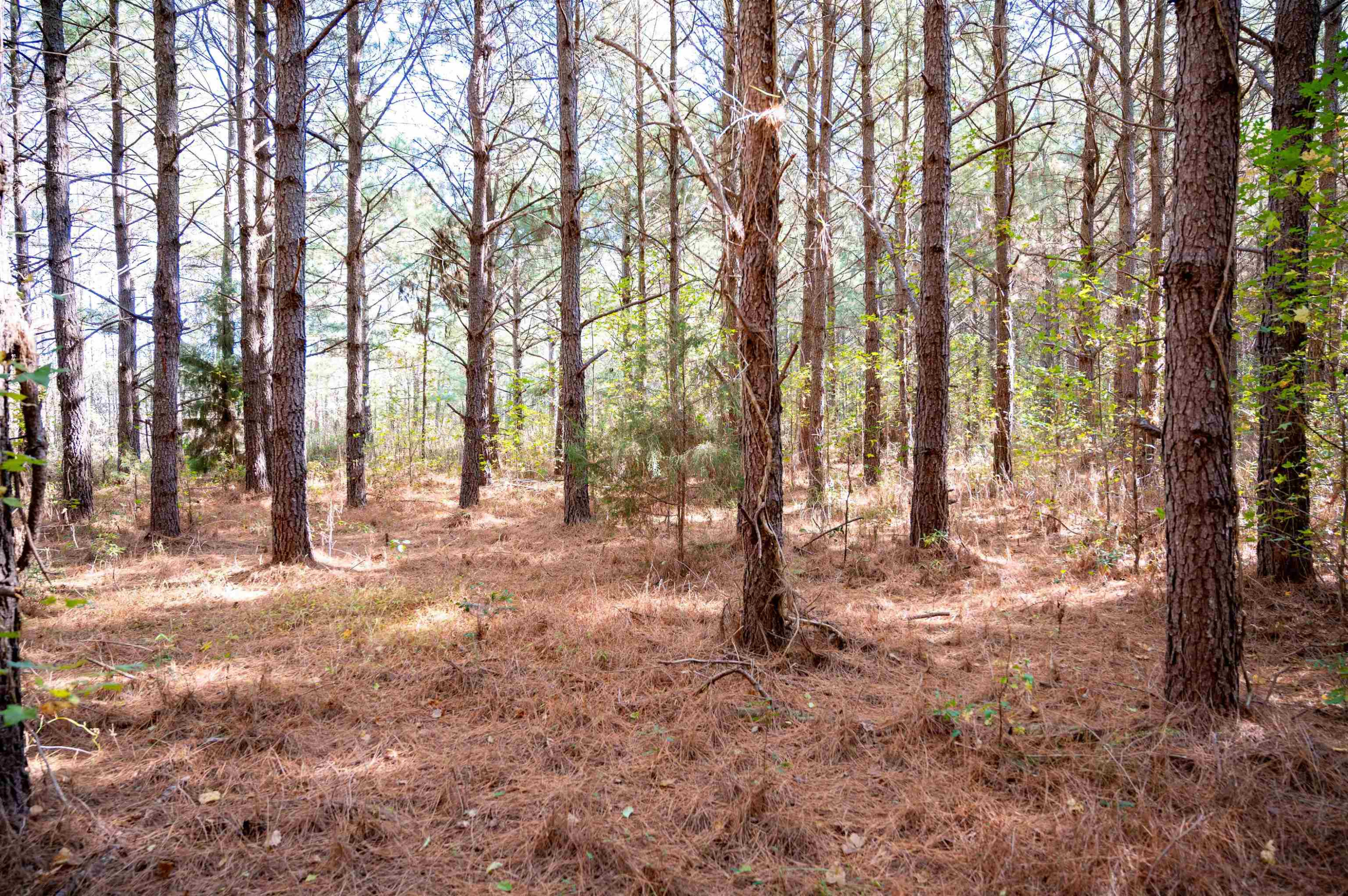 0 Bunnlevel Erwin Road Bunnlevel, NC 28323 - Photo 22 of 28 a view of yard with trees