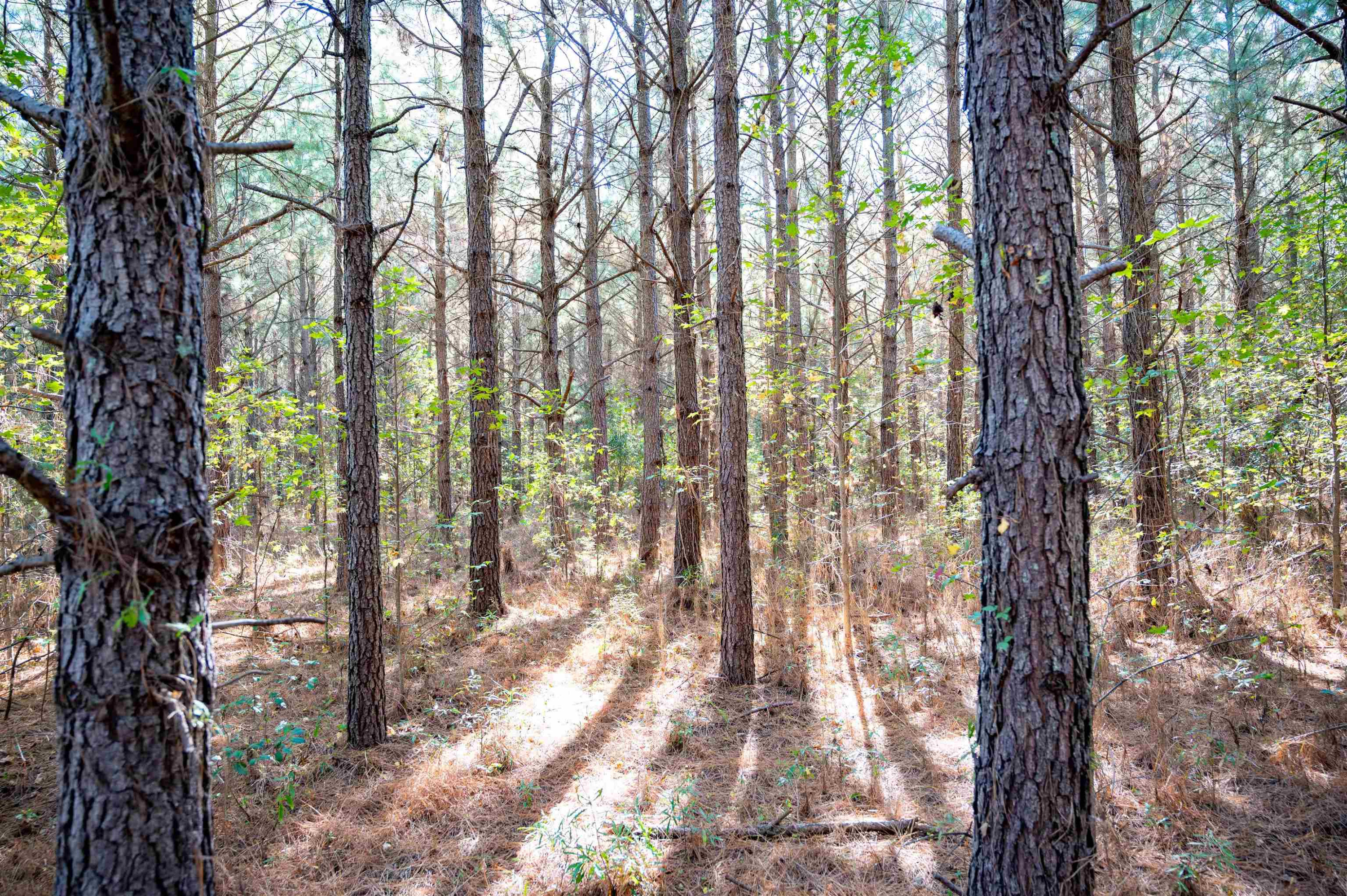 0 Bunnlevel Erwin Road Bunnlevel, NC 28323 - Photo 23 of 28 a backyard of a house with lots of green space