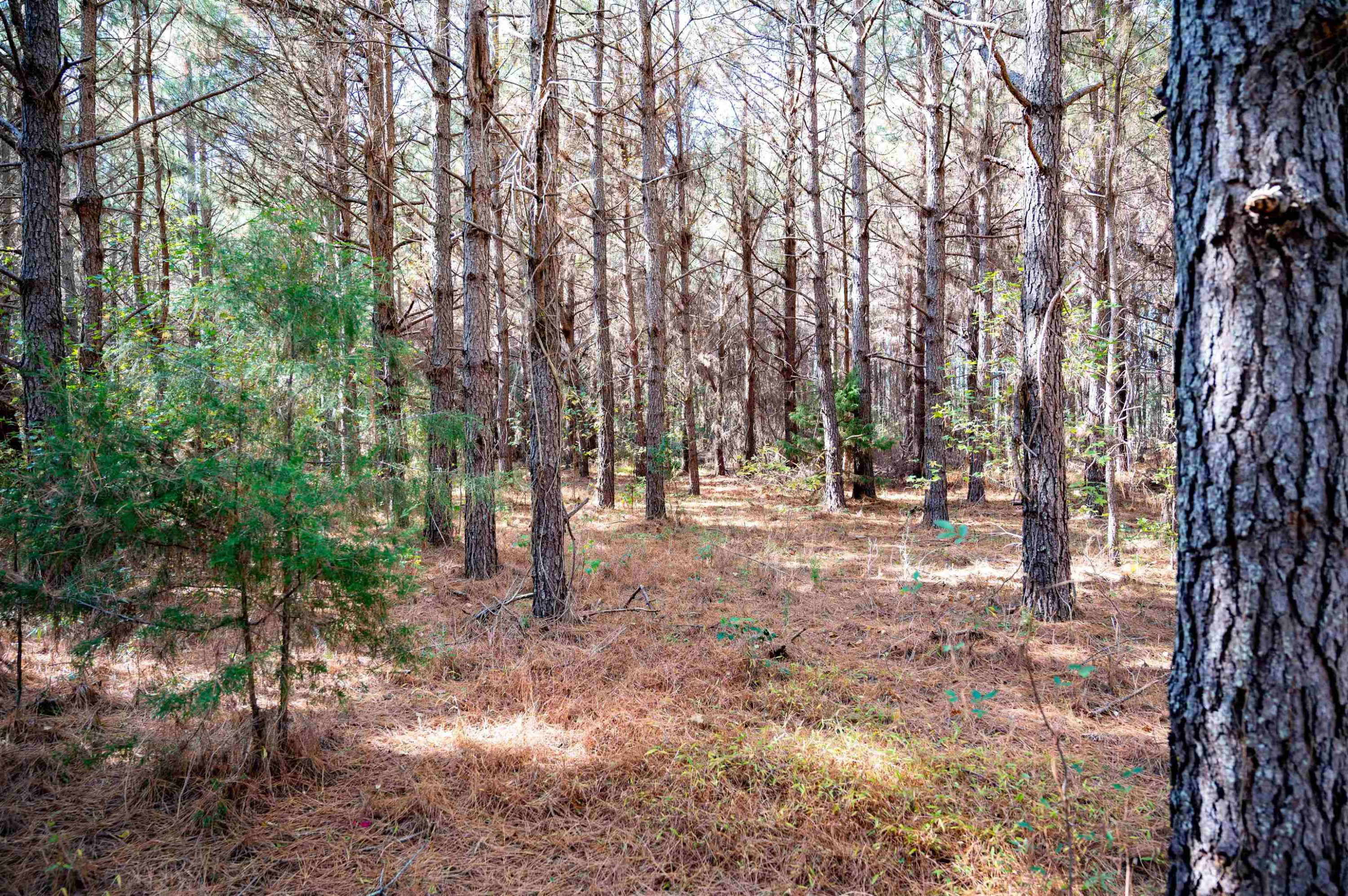 0 Bunnlevel Erwin Road Bunnlevel, NC 28323 - Photo 24 of 28 a view of outdoor space and trees