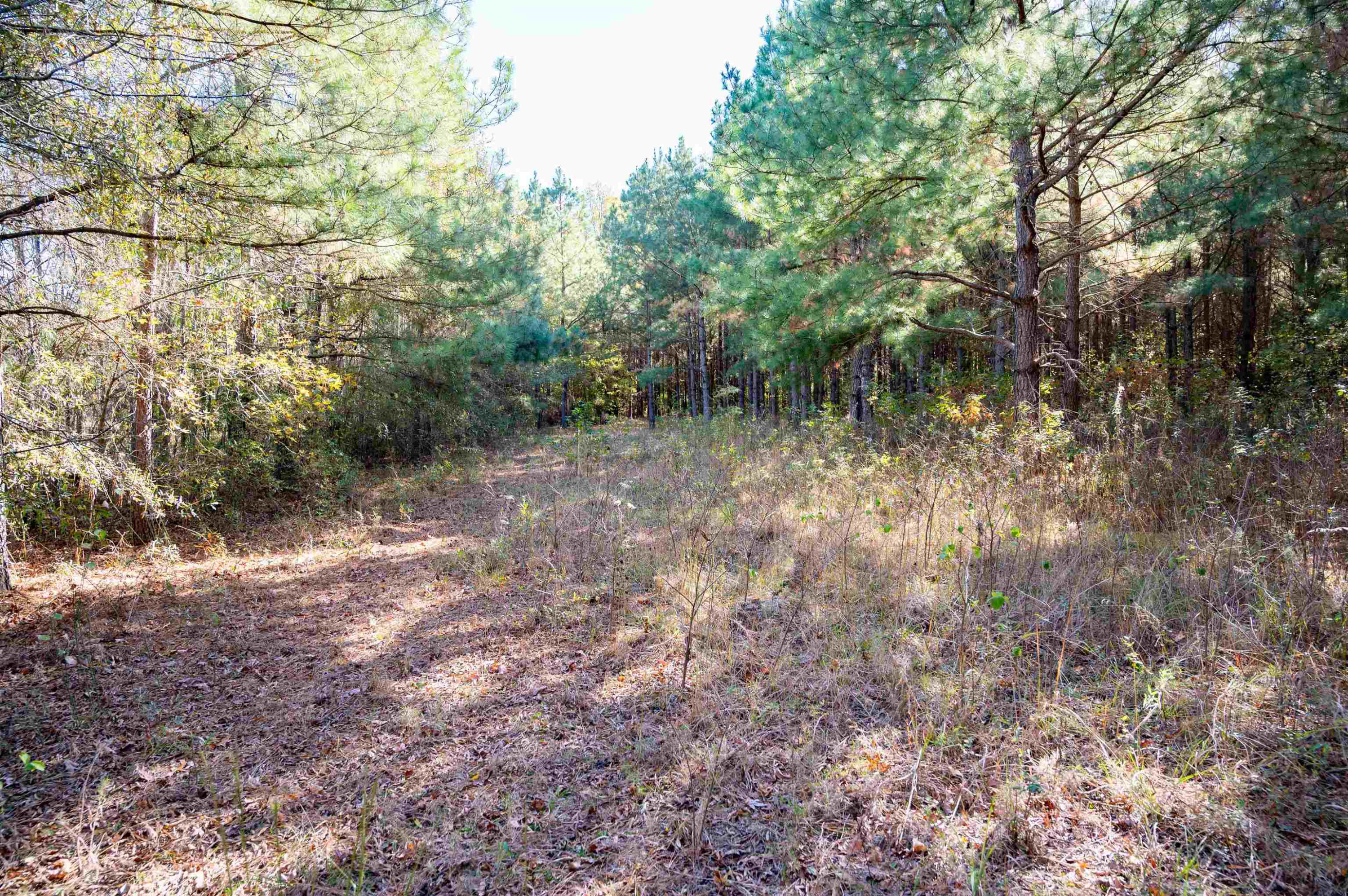 0 Bunnlevel Erwin Road Bunnlevel, NC 28323 - Photo 25 of 28 a view of a forest with trees in the background