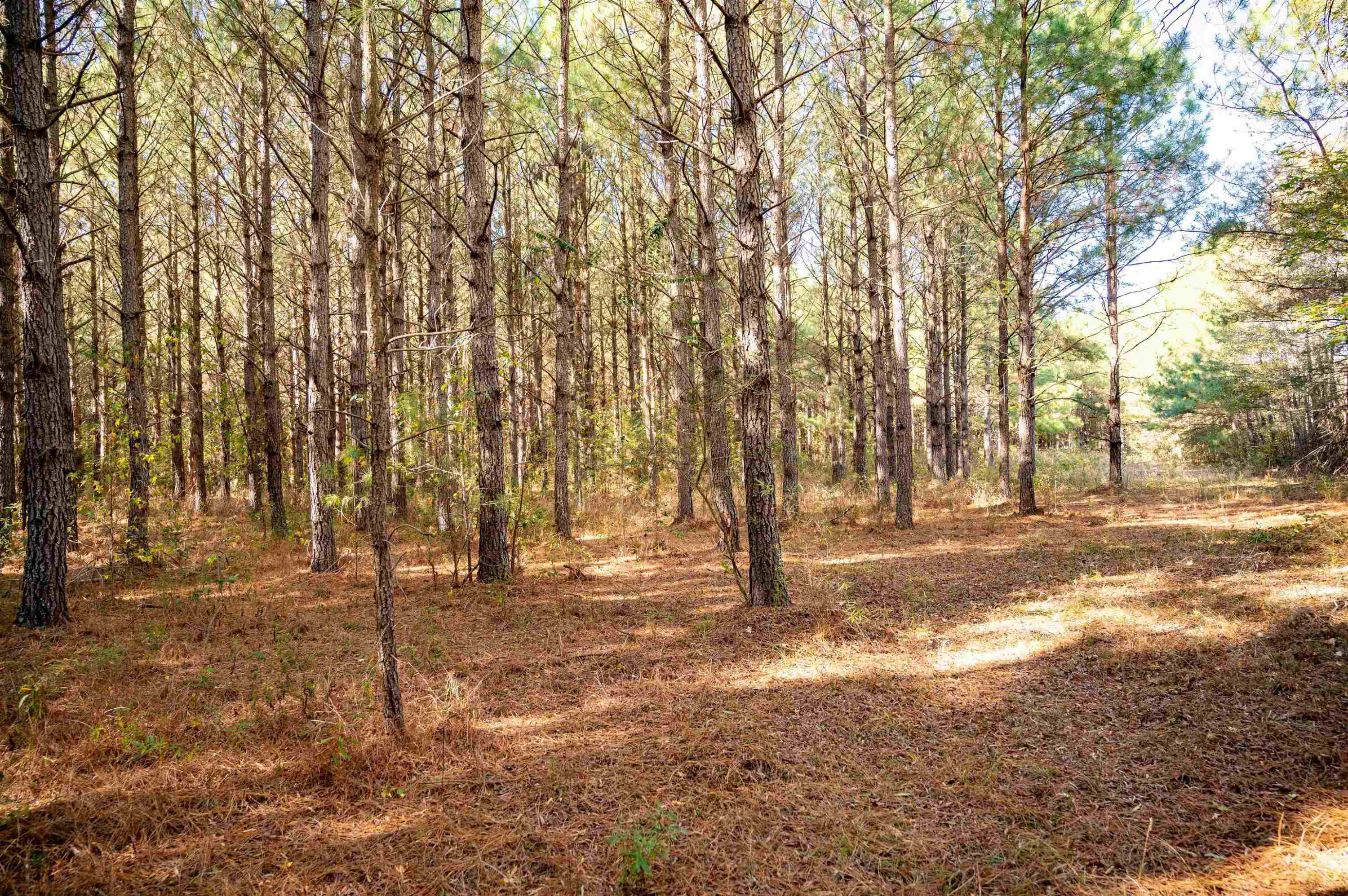 0 Bunnlevel Erwin Road Bunnlevel, NC 28323 - Photo 27 of 28 a view of empty space with trees