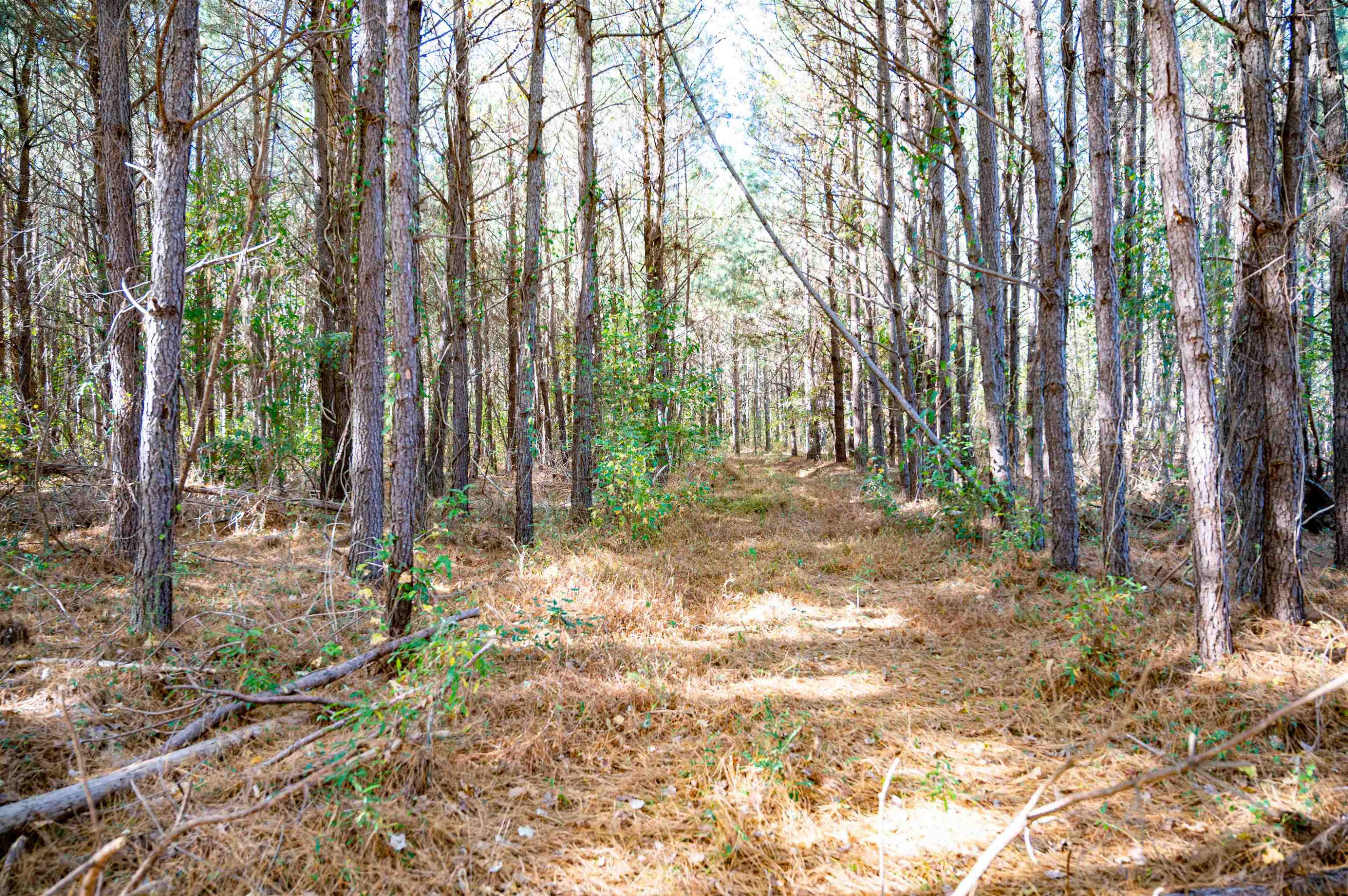 0 Bunnlevel Erwin Road Bunnlevel, NC 28323 - Photo 28 of 28 a backyard of a house with lots of green space