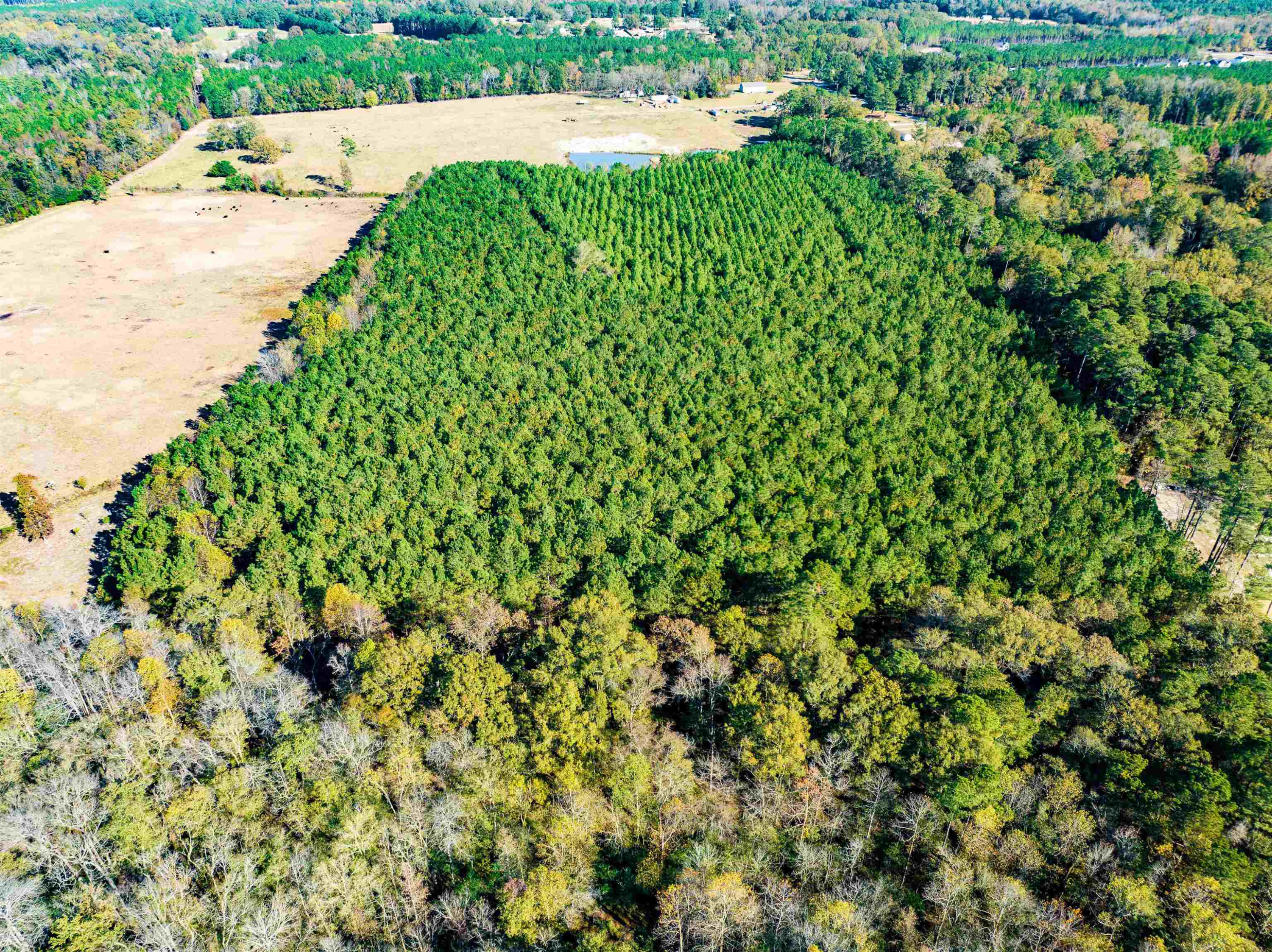 0 Bunnlevel Erwin Road Bunnlevel, NC 28323 - Photo 5 of 28 a view of a bunch of trees and bushes