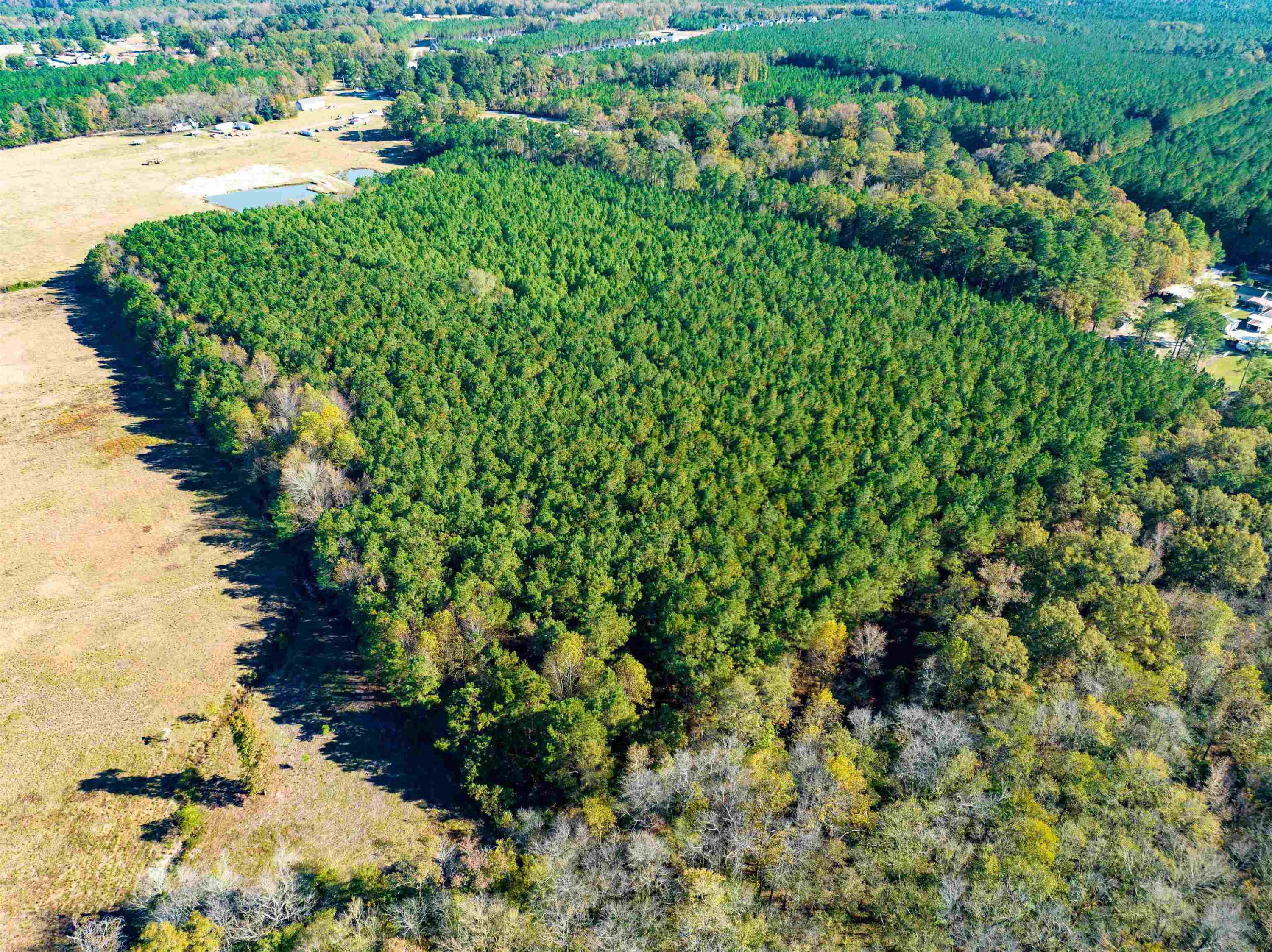 0 Bunnlevel Erwin Road Bunnlevel, NC 28323 - Photo 7 of 28 a view of a garden with a lot of trees