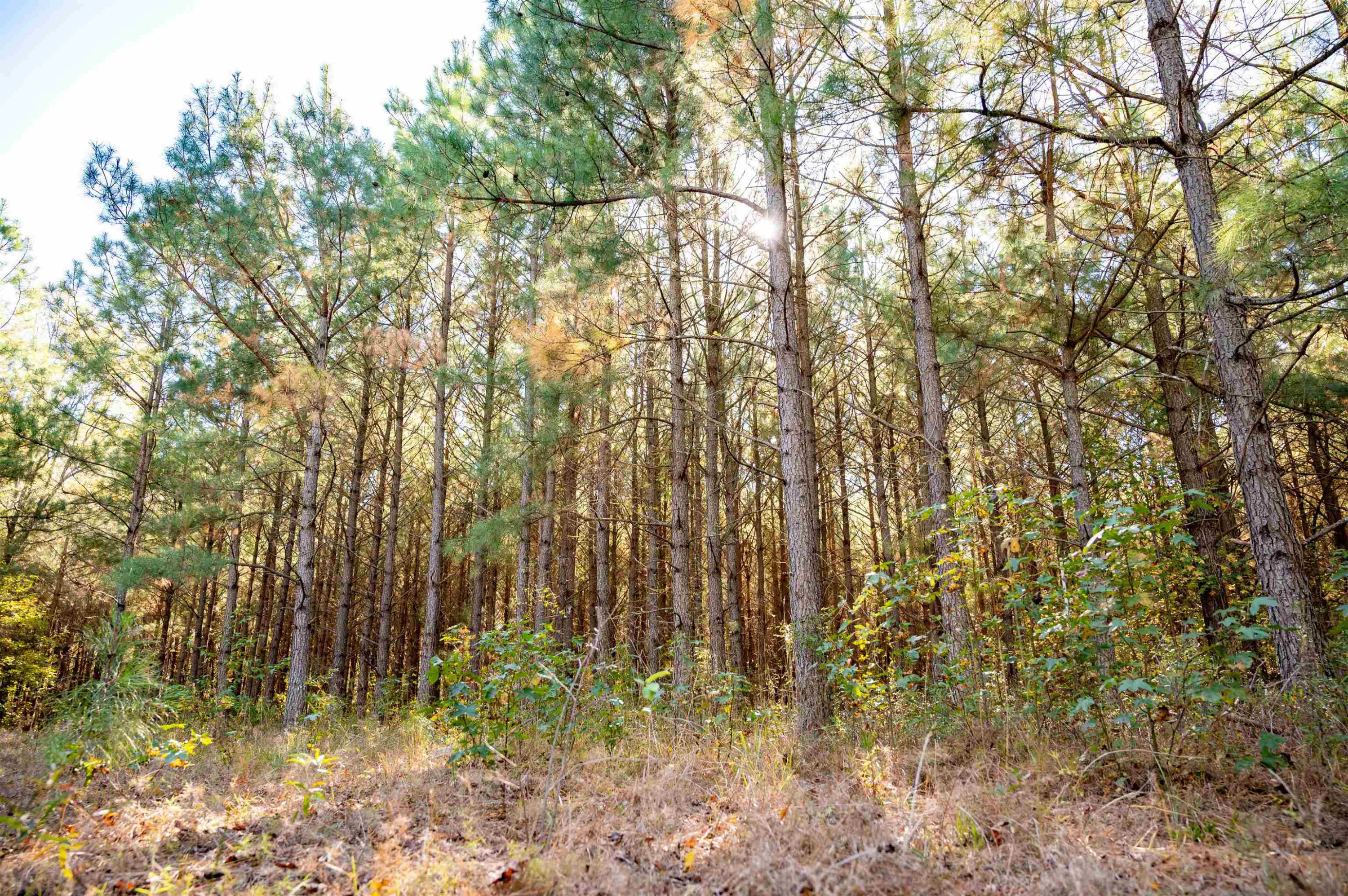 0 Bunnlevel Erwin Road Bunnlevel, NC 28323 - Photo 9 of 28 a view of forest
