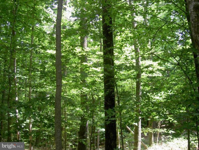 Weedonville Road King George, VA 22485 - Photo 2 of 6 Wooded View / Acreage