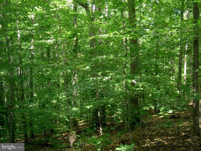 Weedonville Road King George, VA 22485 - Photo 4 of 6 Wooded View / Acreage 3